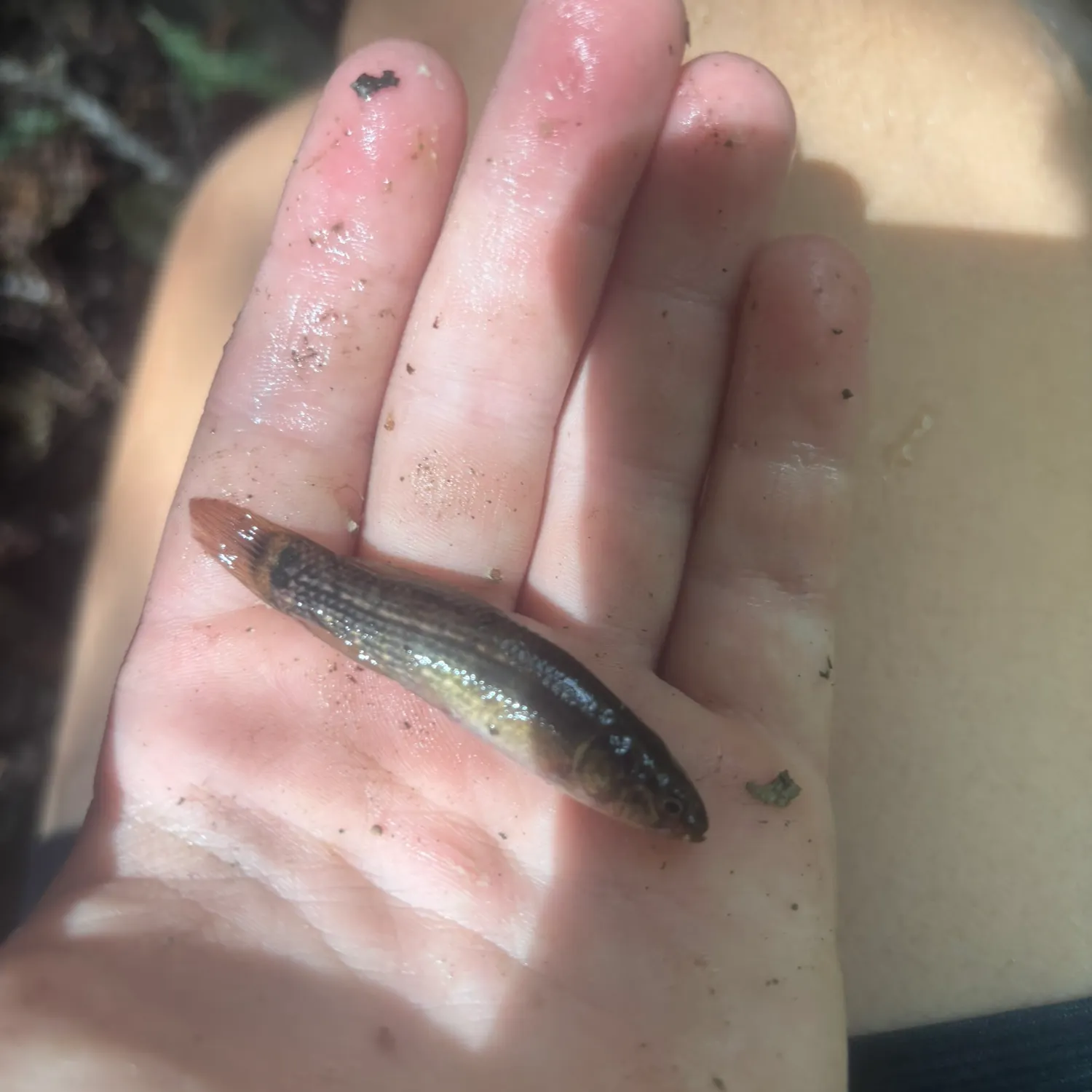 The most recent Eastern mudminnow catches on Fishbrain