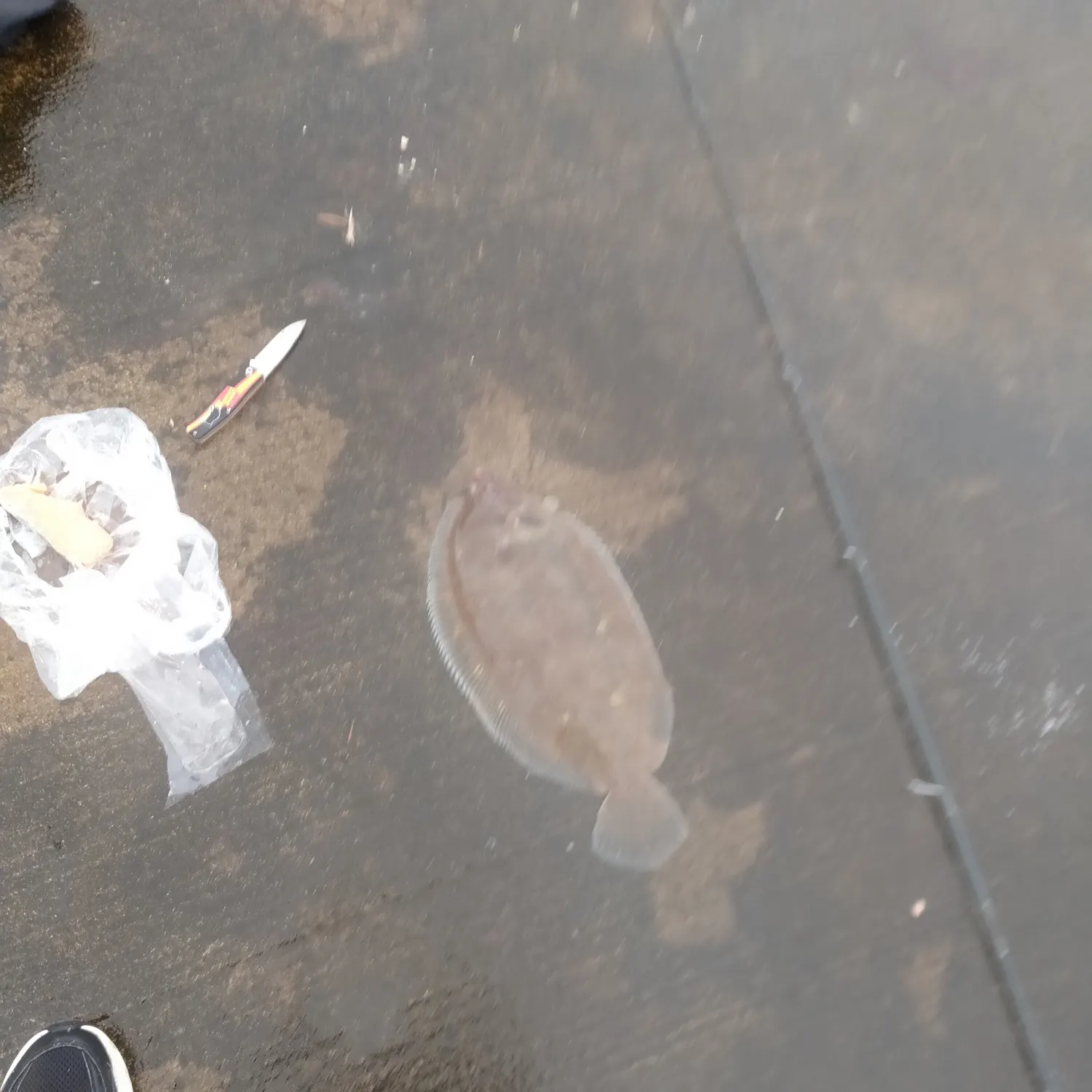 The most recent Lemon Sole catches on Fishbrain