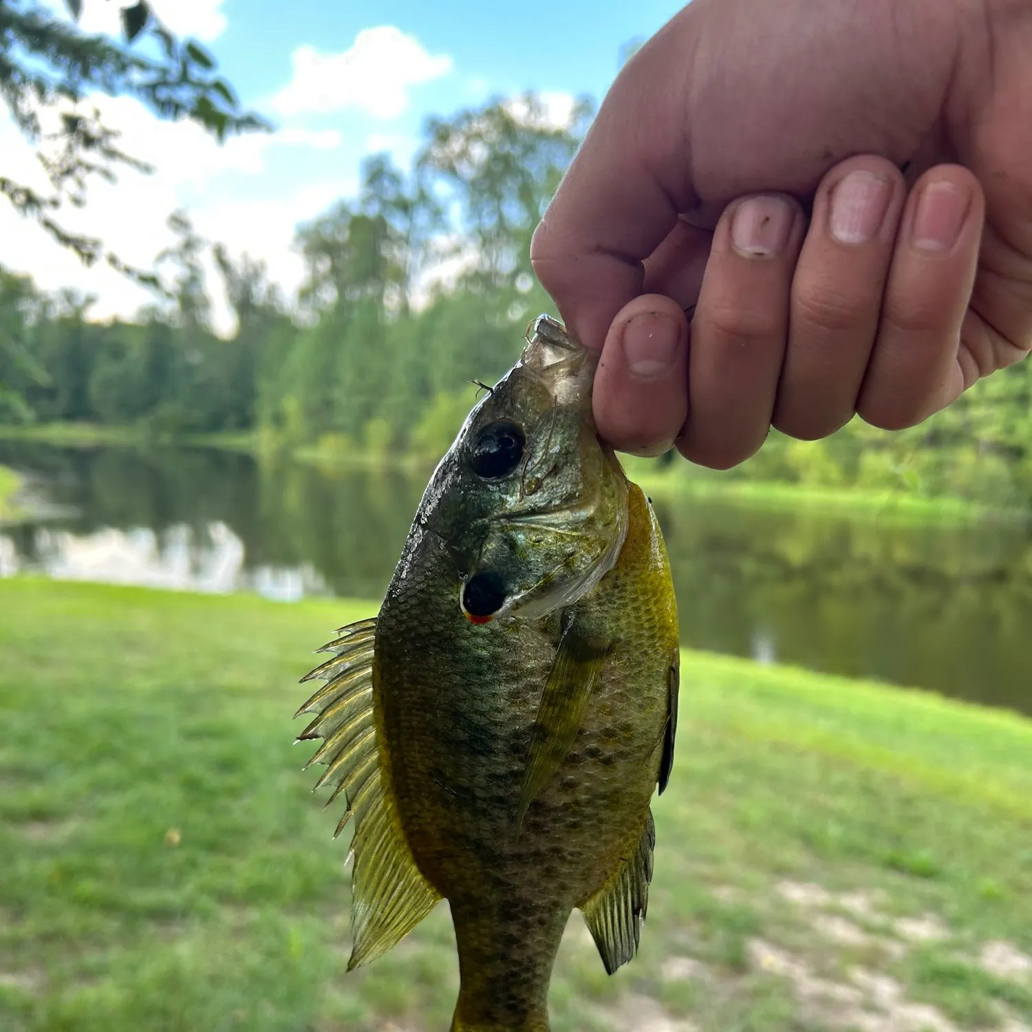 Bluegill caught on Fishbrain