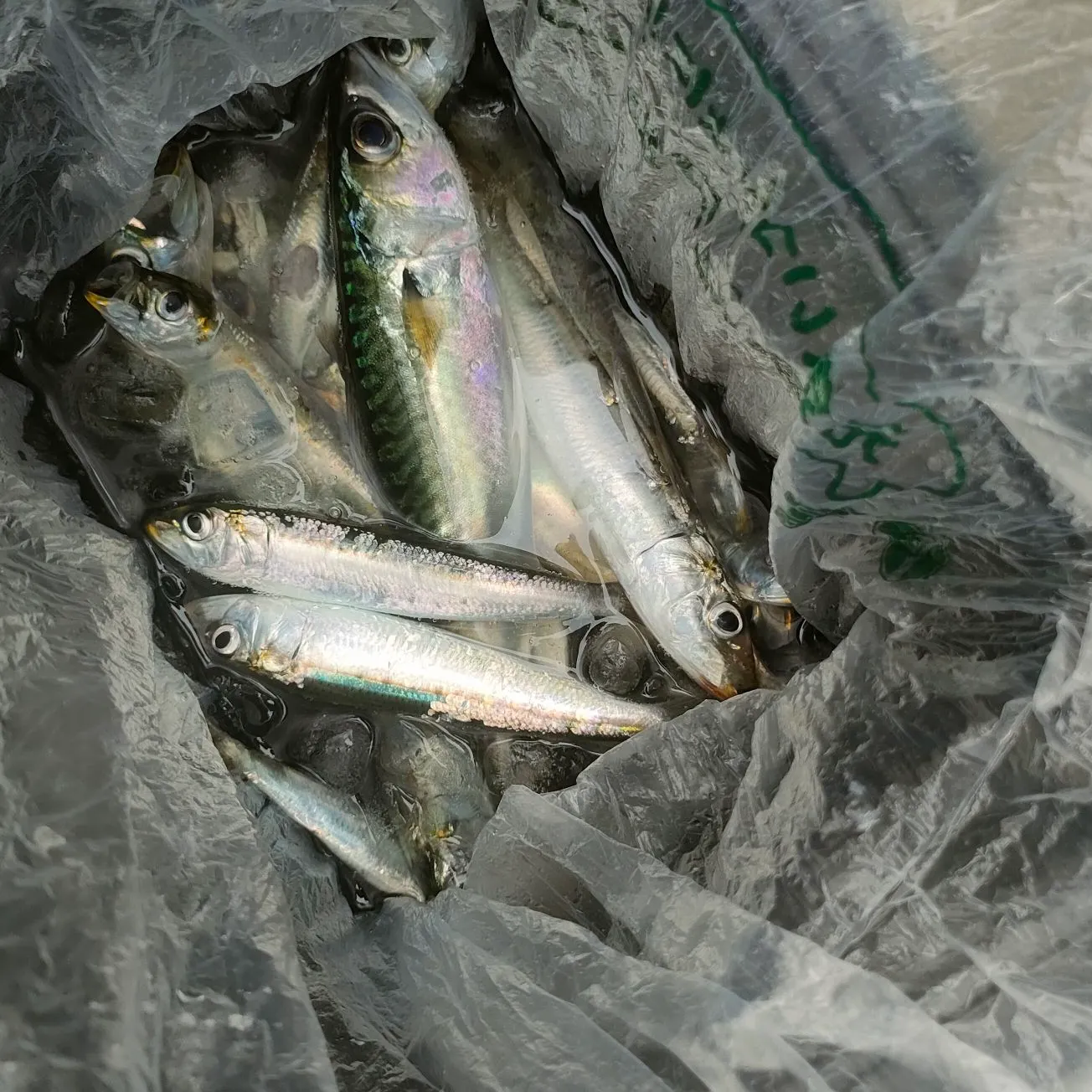 The most recent Slender rainbow sardine catches on Fishbrain