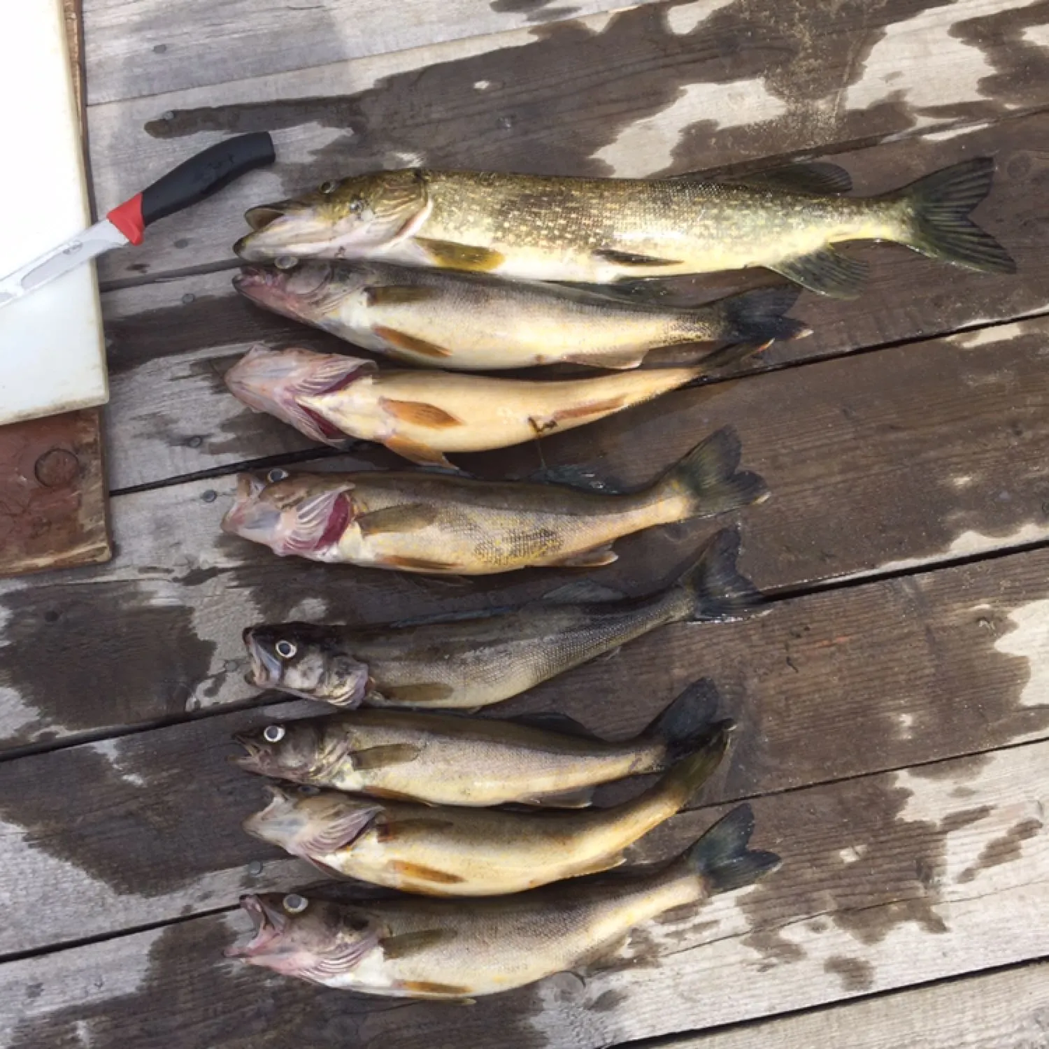 recently logged catches