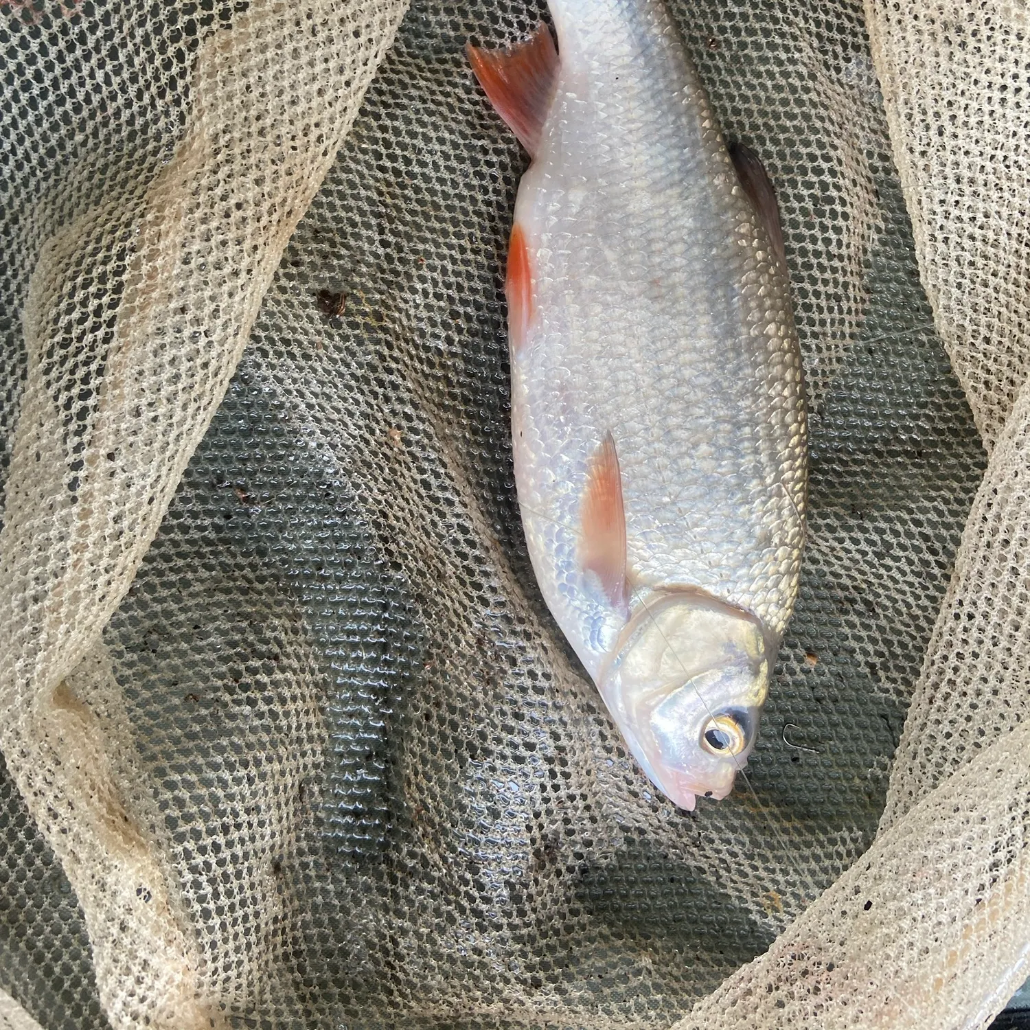 Ide caught on Fishbrain