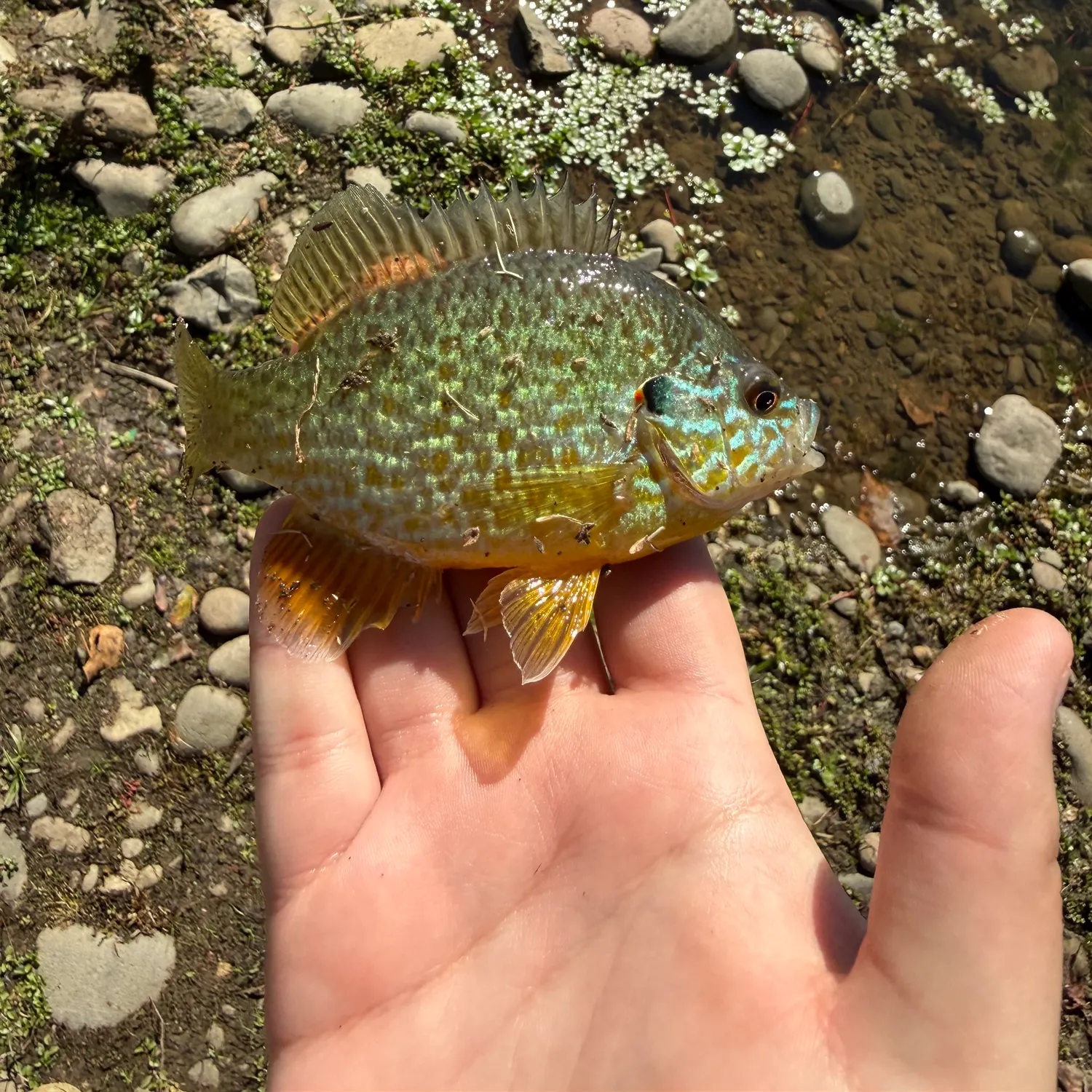 Pumpkinseed caught on Fishbrain