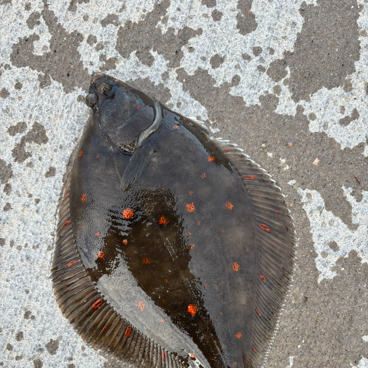 The most recent European plaice catches on Fishbrain