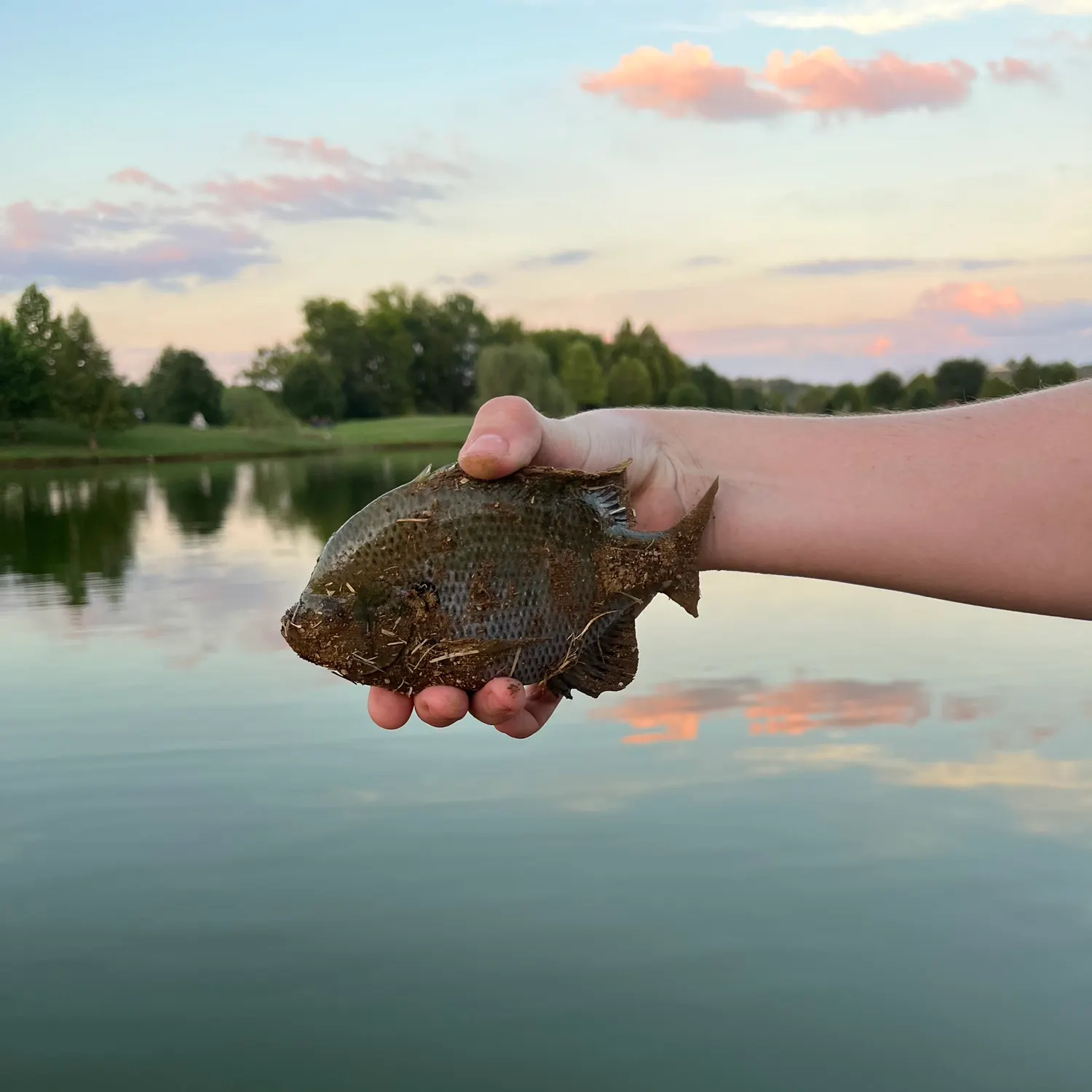 Spotted sunfish caught on Fishbrain