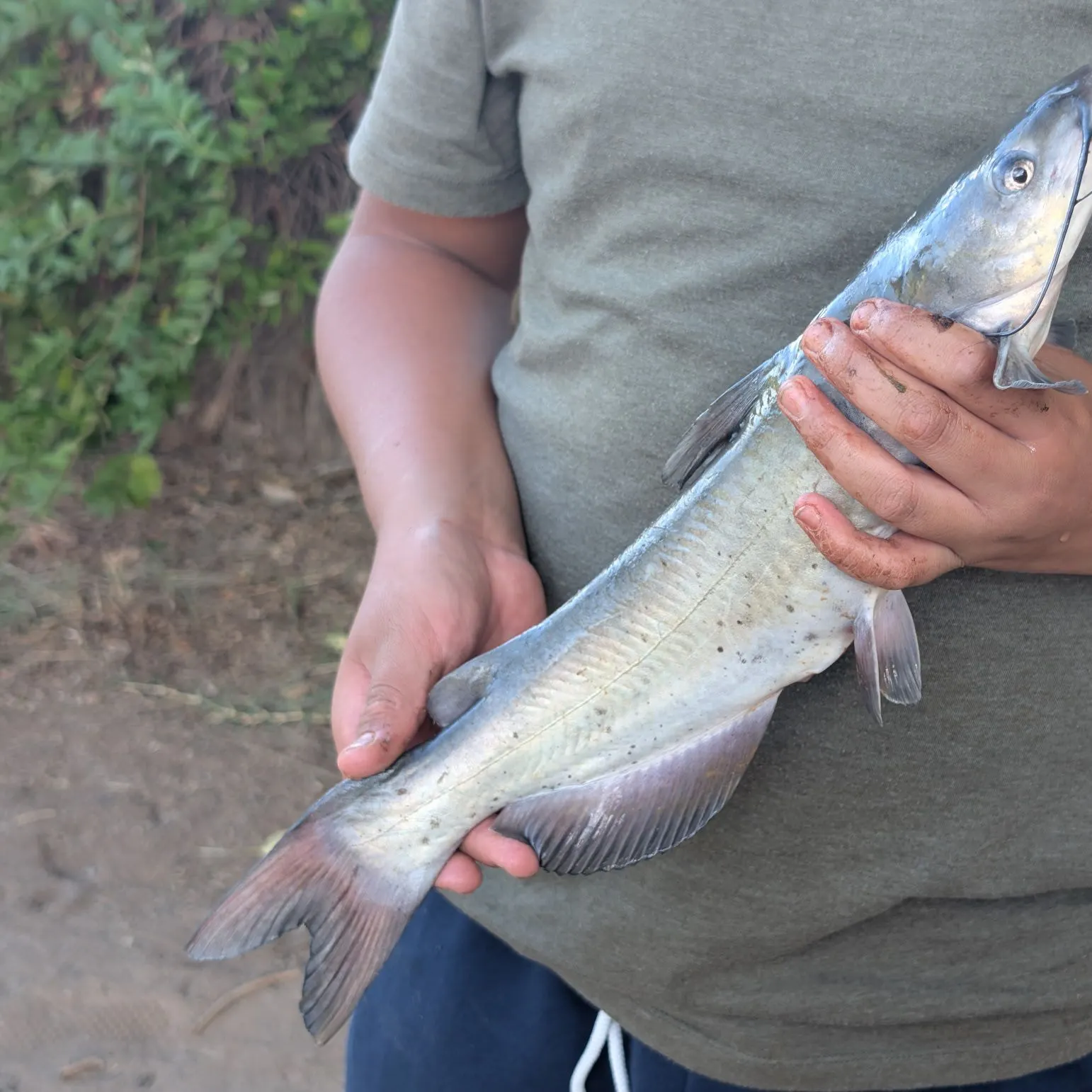 Channel catfish caught on Fishbrain