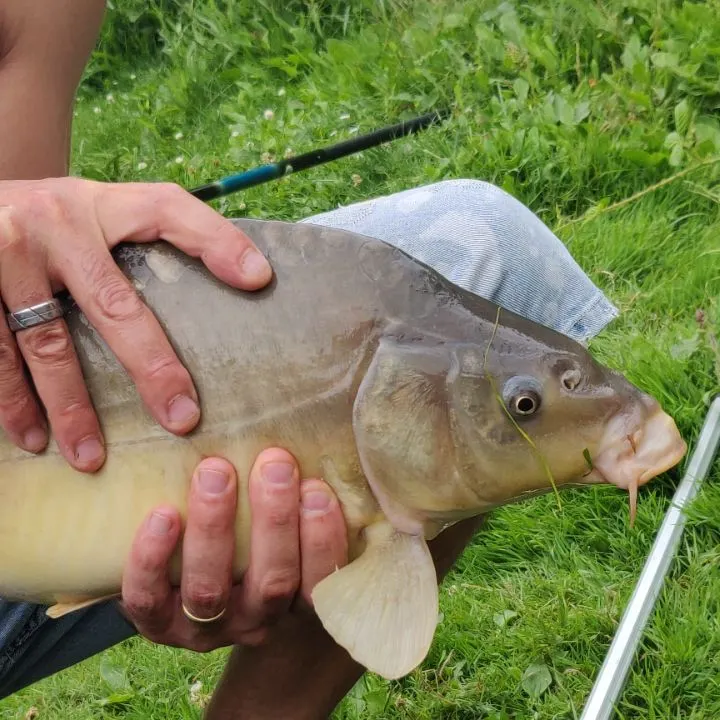 The most recent Leather carp catches on Fishbrain