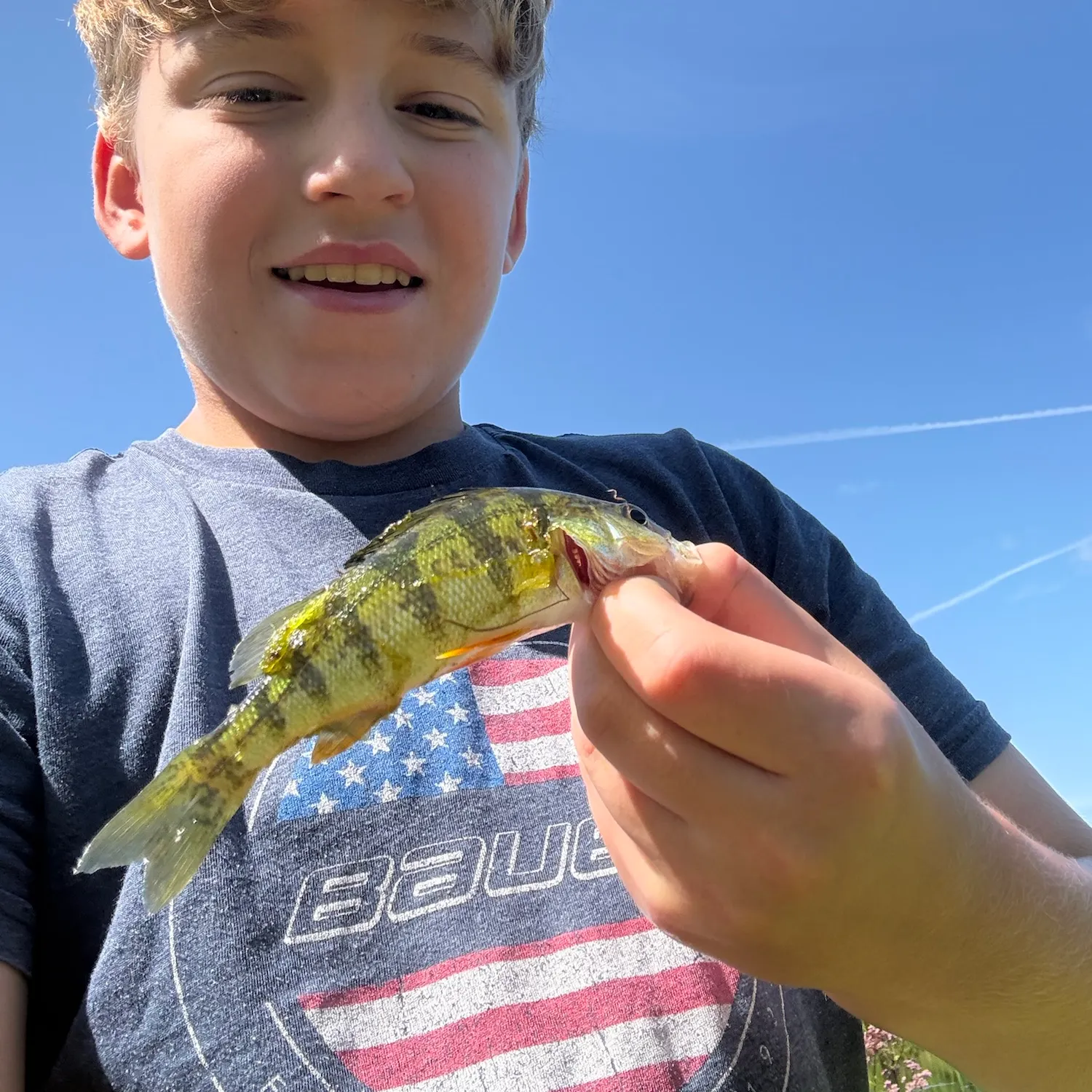 Yellow perch caught on Fishbrain