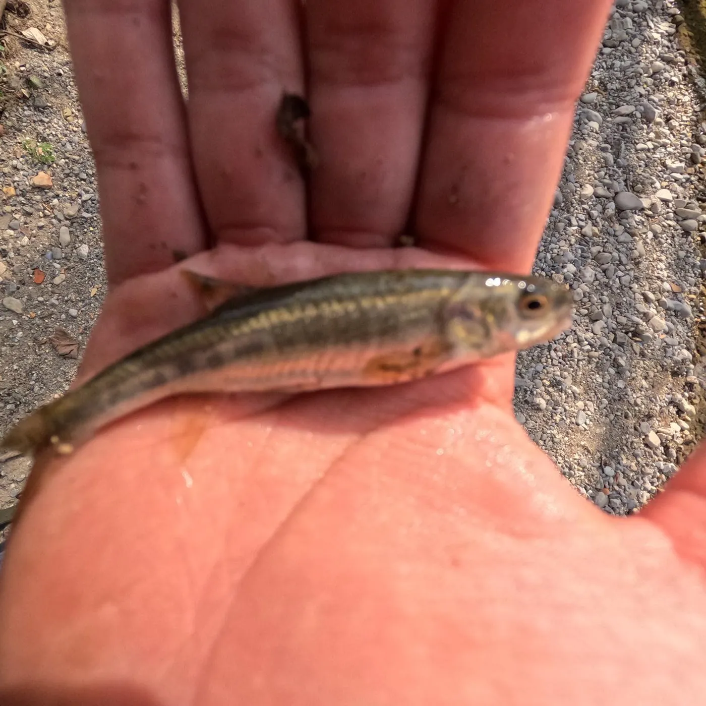 The most recent Eurasian minnow catches on Fishbrain