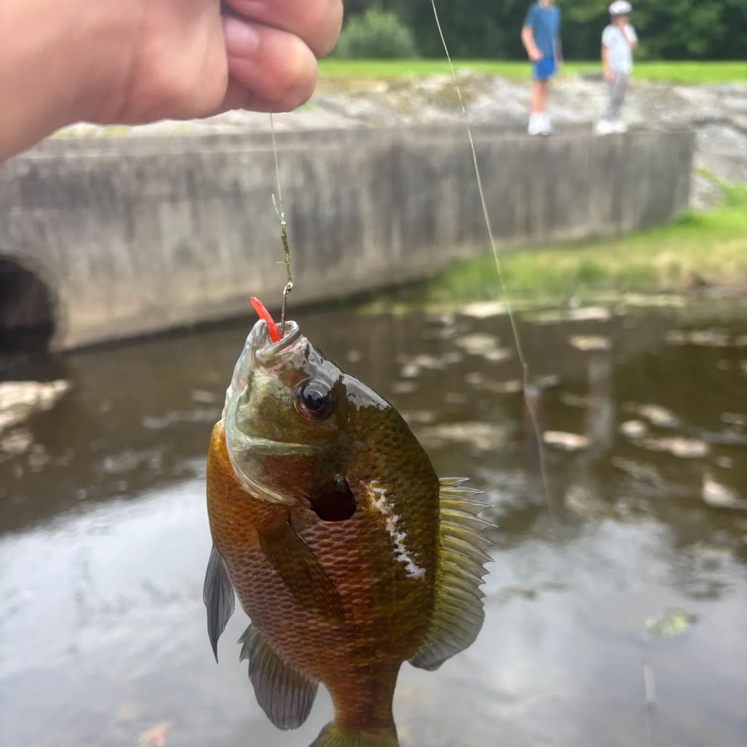 Bluegill caught on Fishbrain