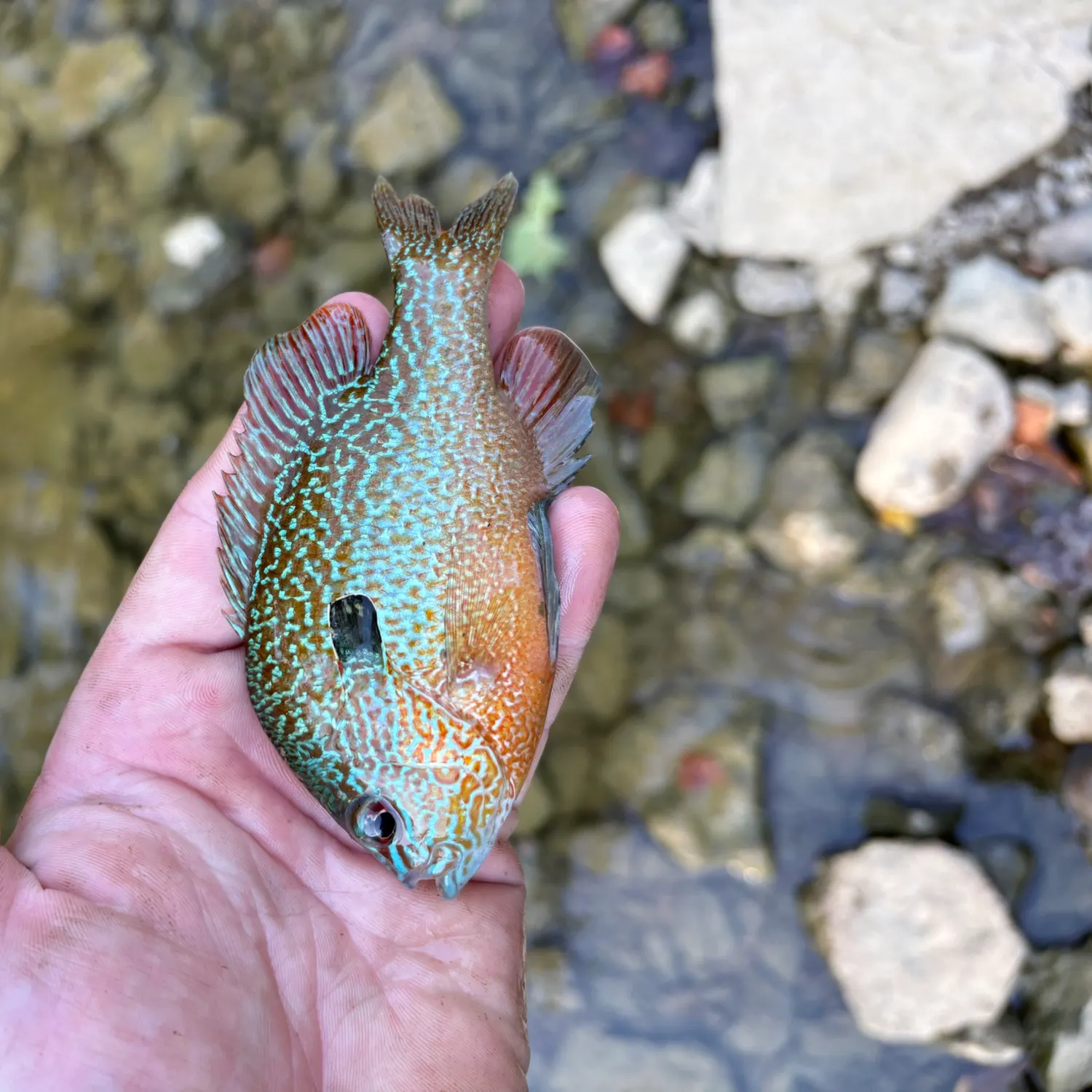 Longear sunfish caught on Fishbrain