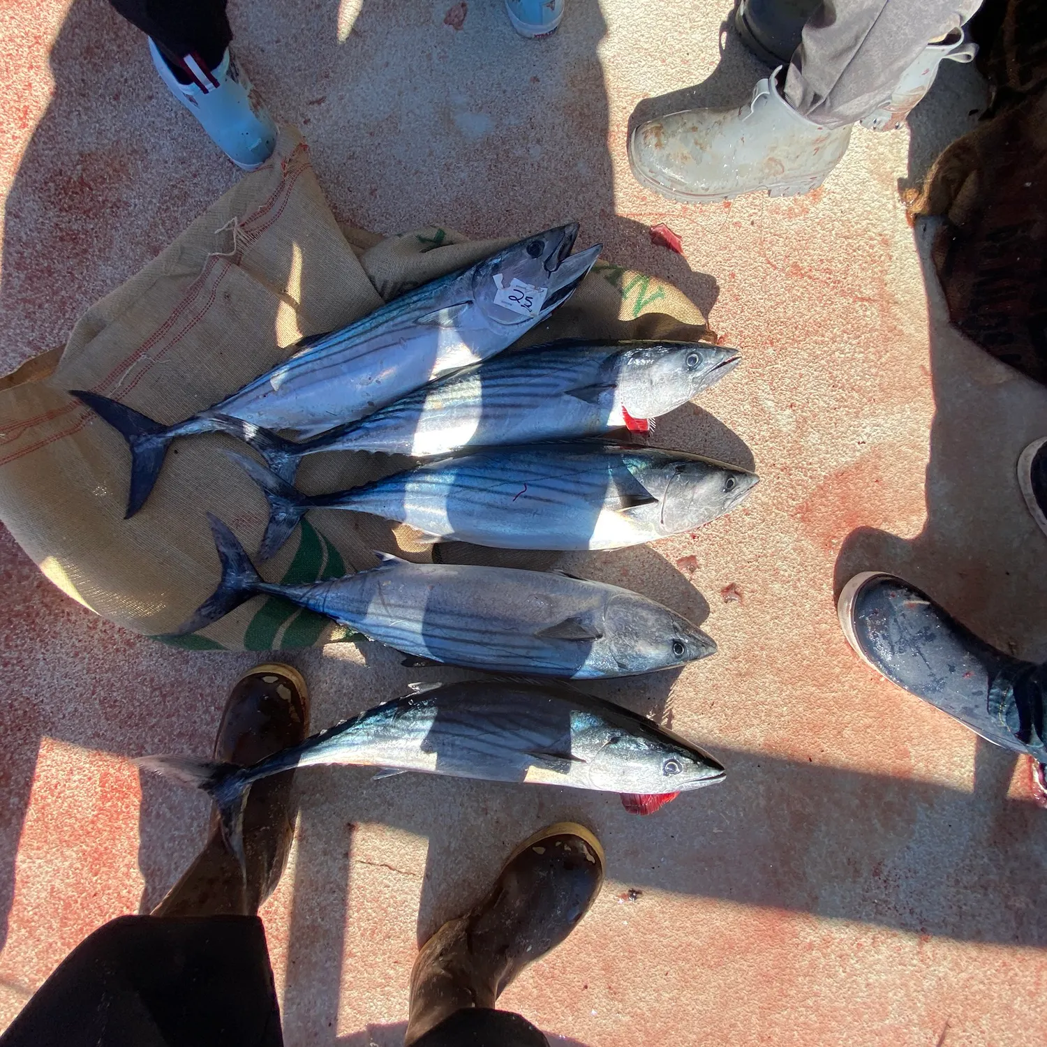 recently logged catches