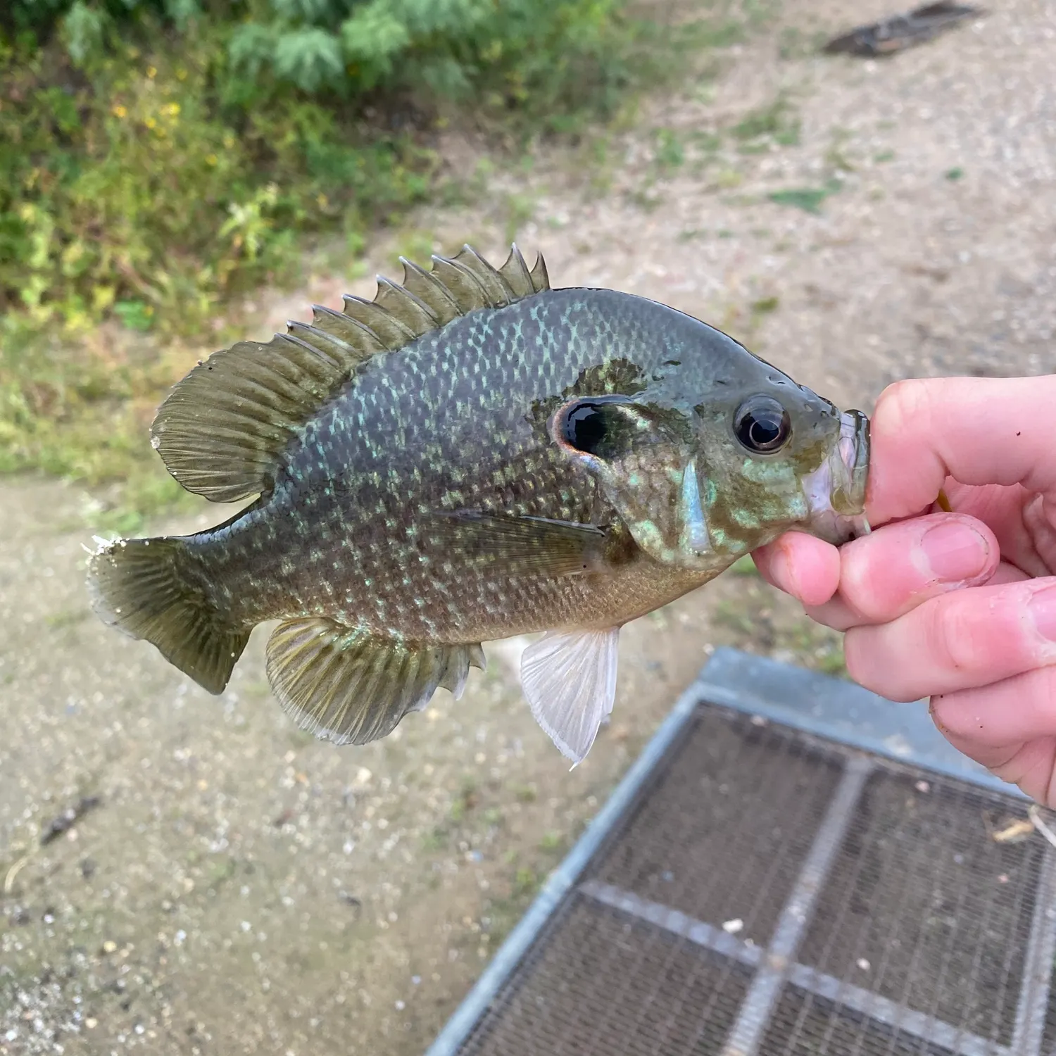 Greengill hybrid caught on Fishbrain