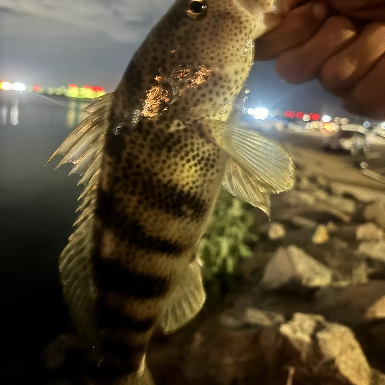 Spotted sand bass caught on Fishbrain