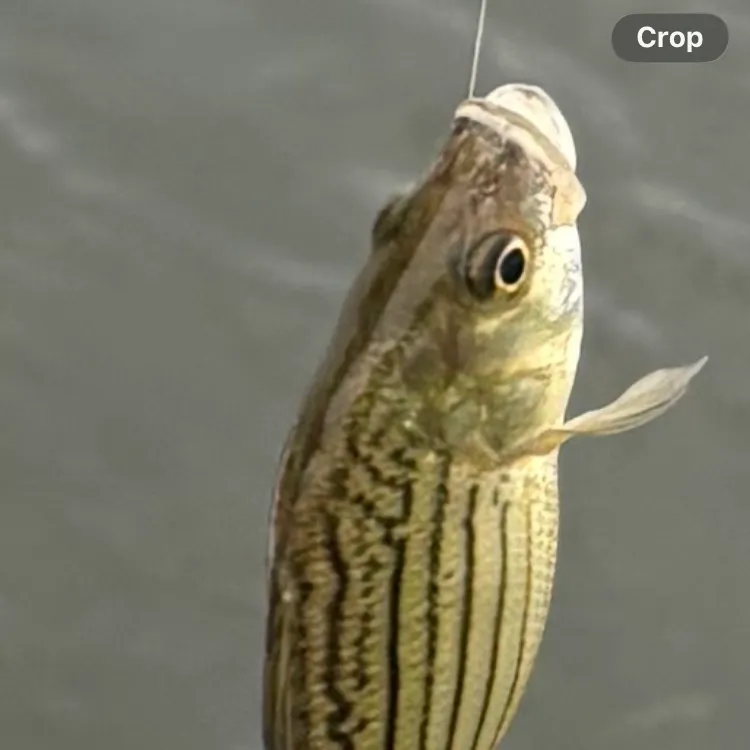 Yellow bass caught on Fishbrain
