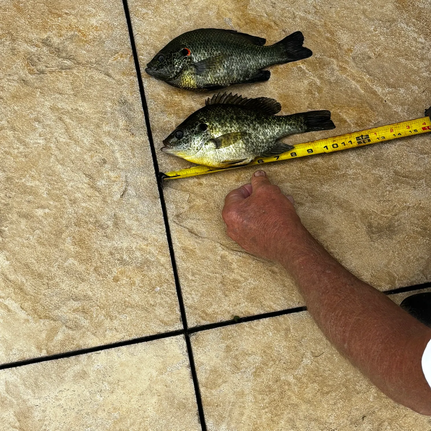 recently logged catches