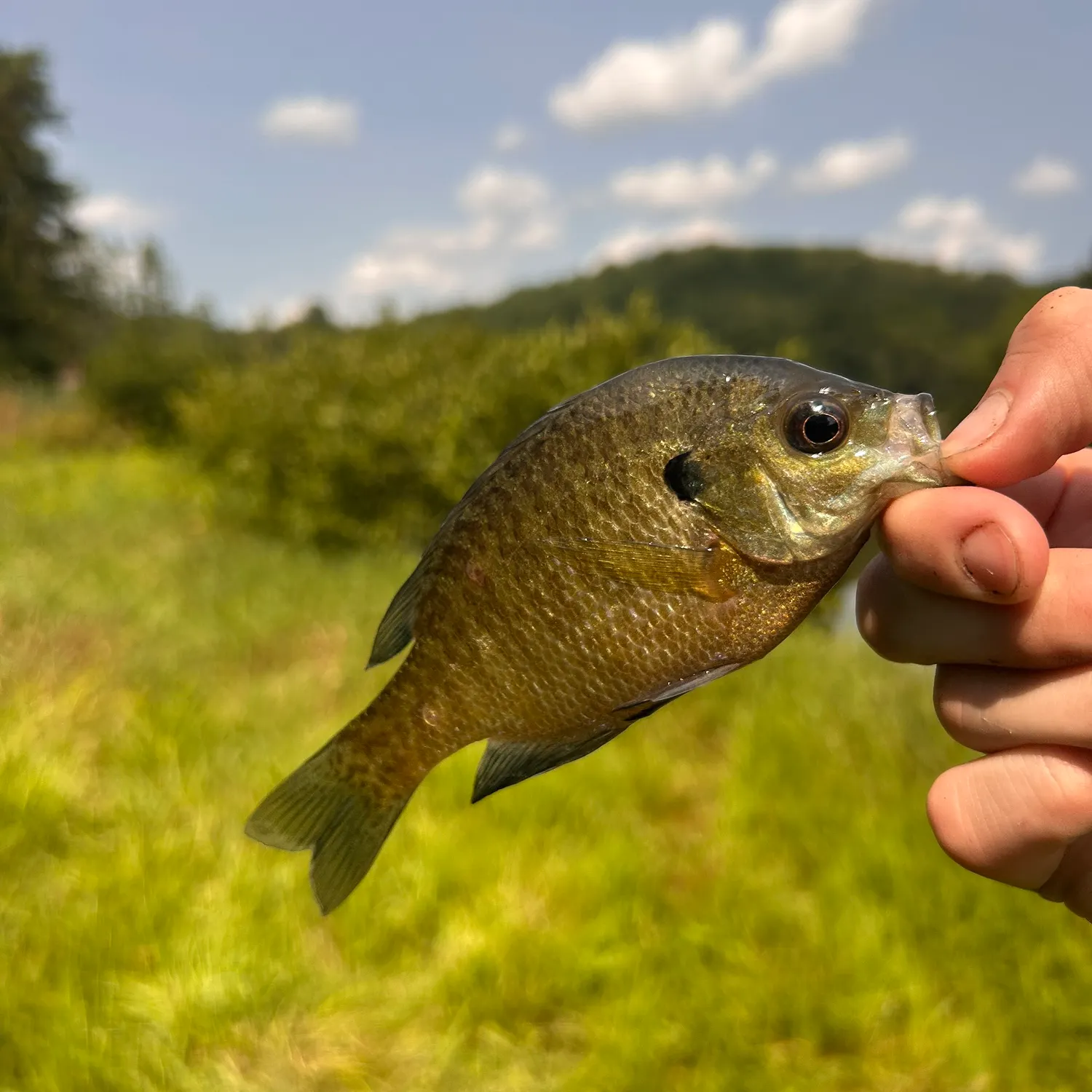 Bluegill caught on Fishbrain