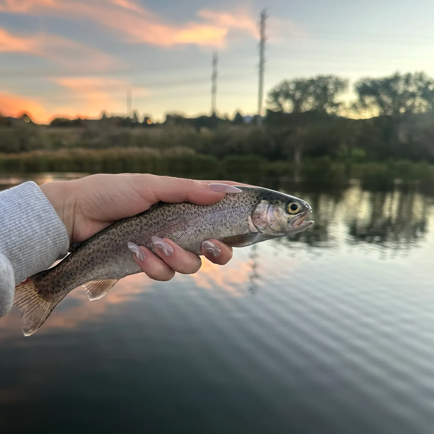 Rainbow trout caught on Fishbrain