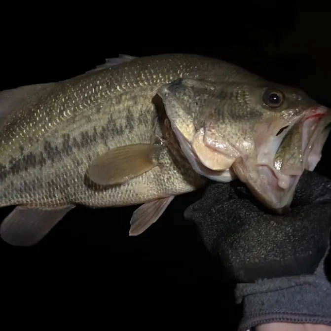 Largemouth bass caught on Fishbrain
