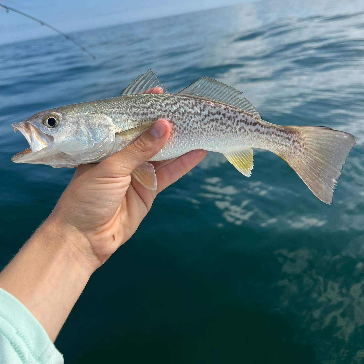 angler catch