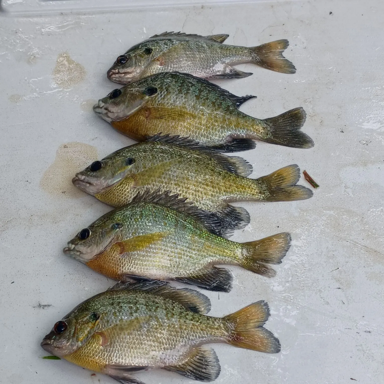 recently logged catches