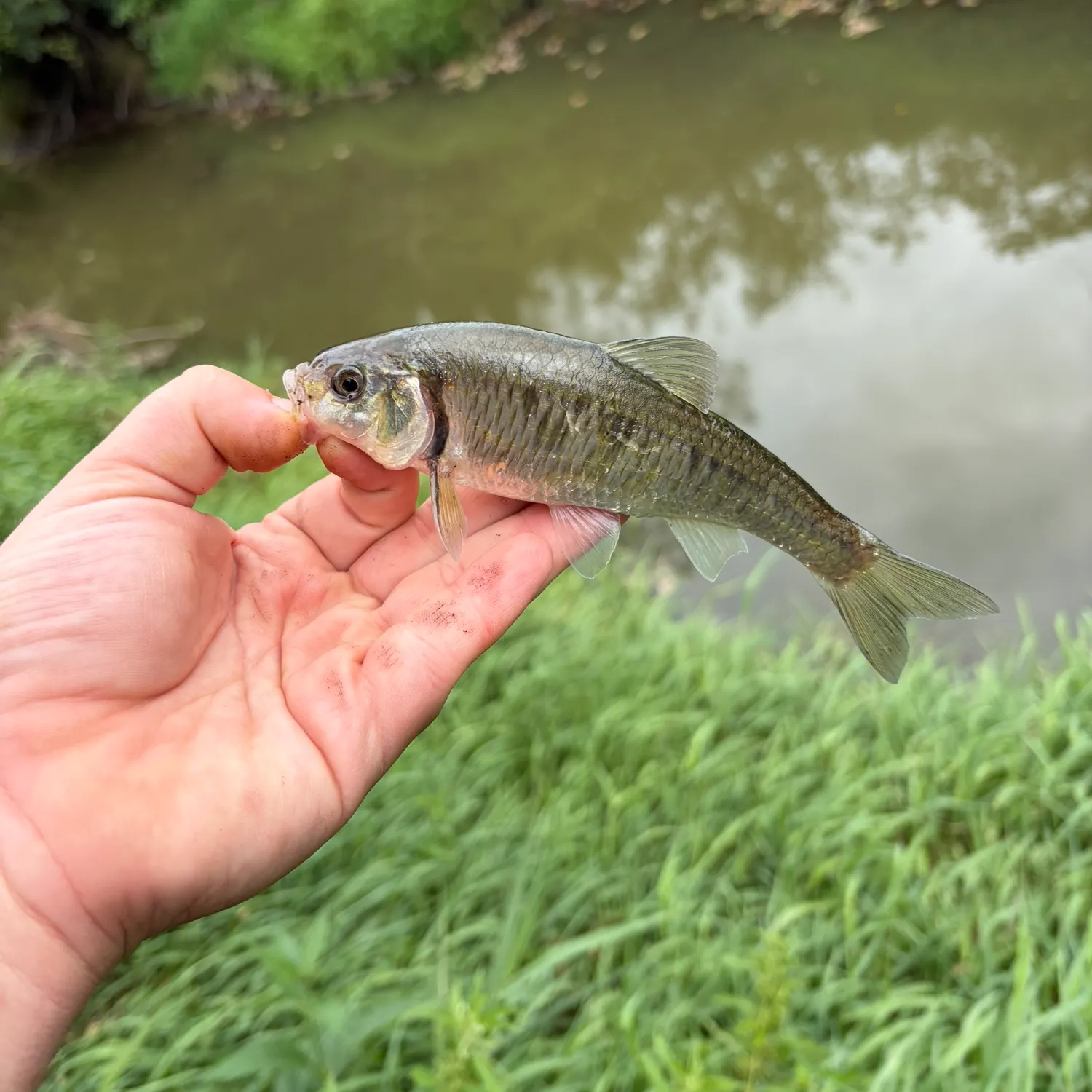 The most recent Striped shiner catches on Fishbrain