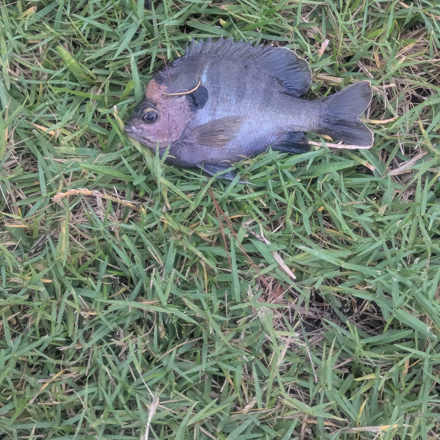 Fish caught on Fishbrain