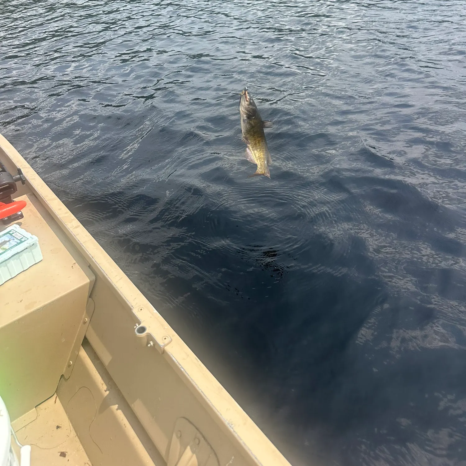 Black bullhead caught on Fishbrain