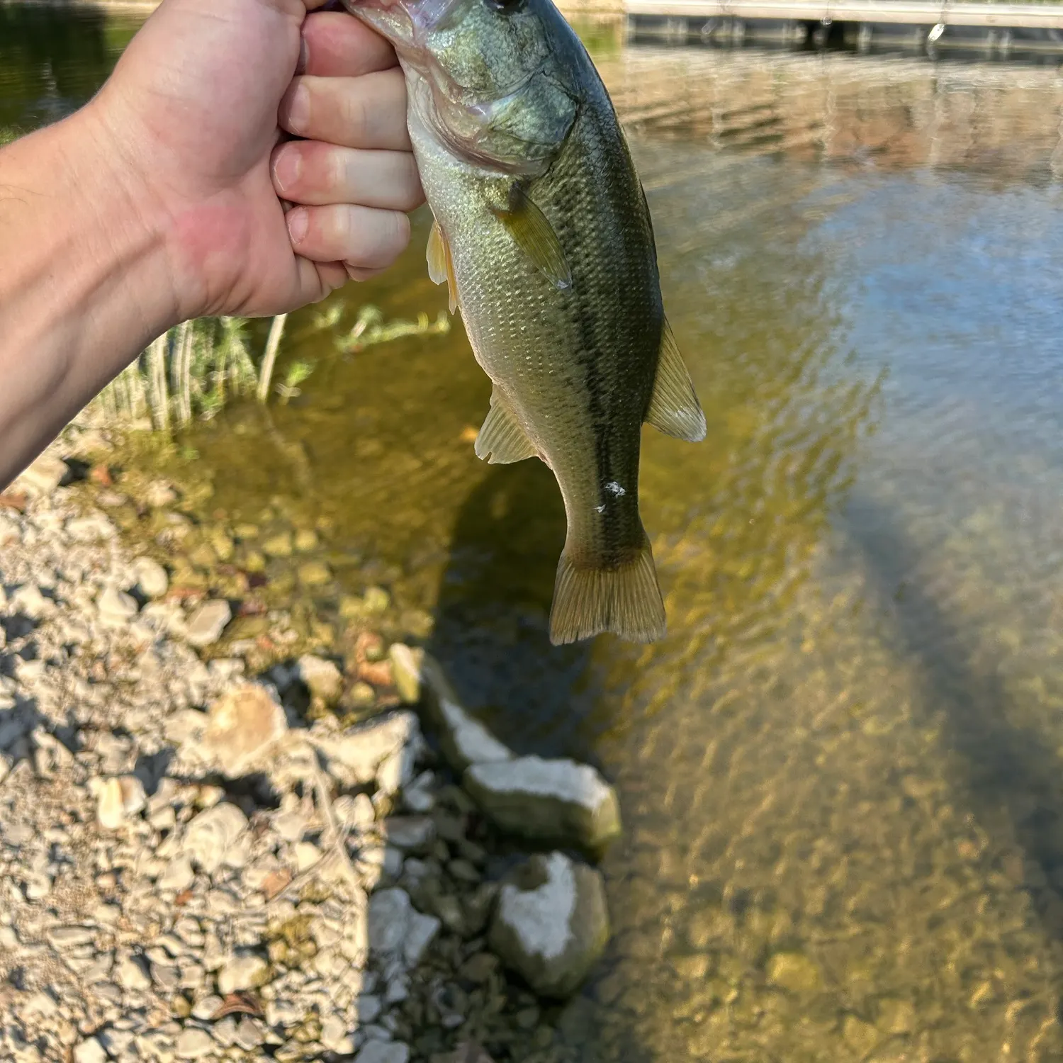 Spotted bass caught on Fishbrain