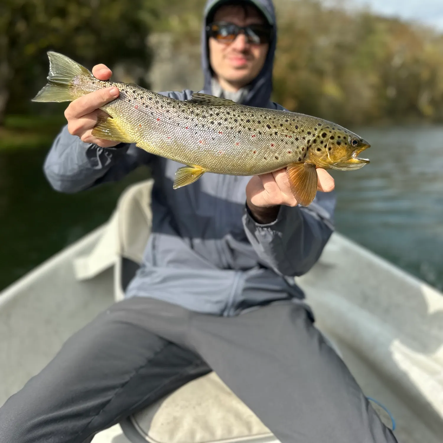 Brown trout caught on Fishbrain