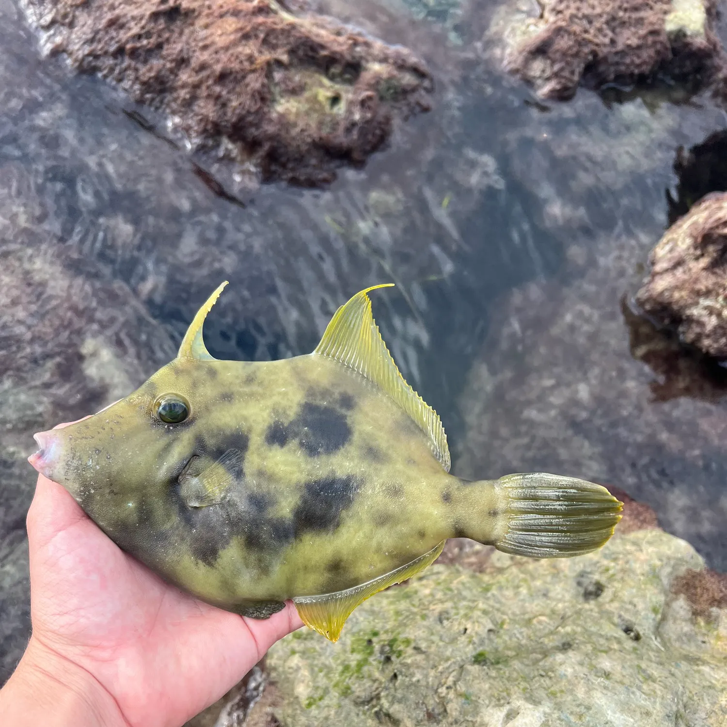 The most recent Planehead filefish catches on Fishbrain