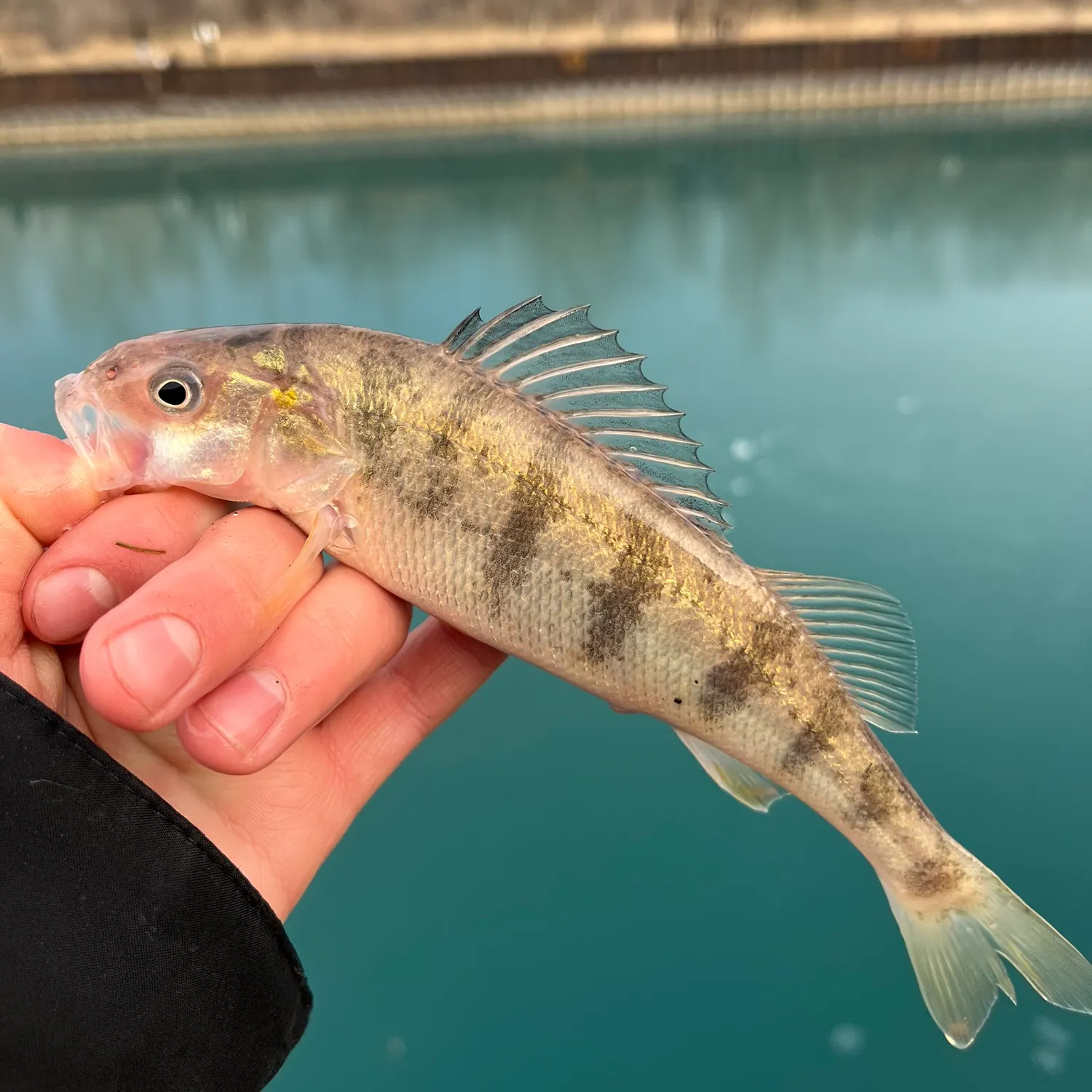 The most recent Yellow perch catches on Fishbrain