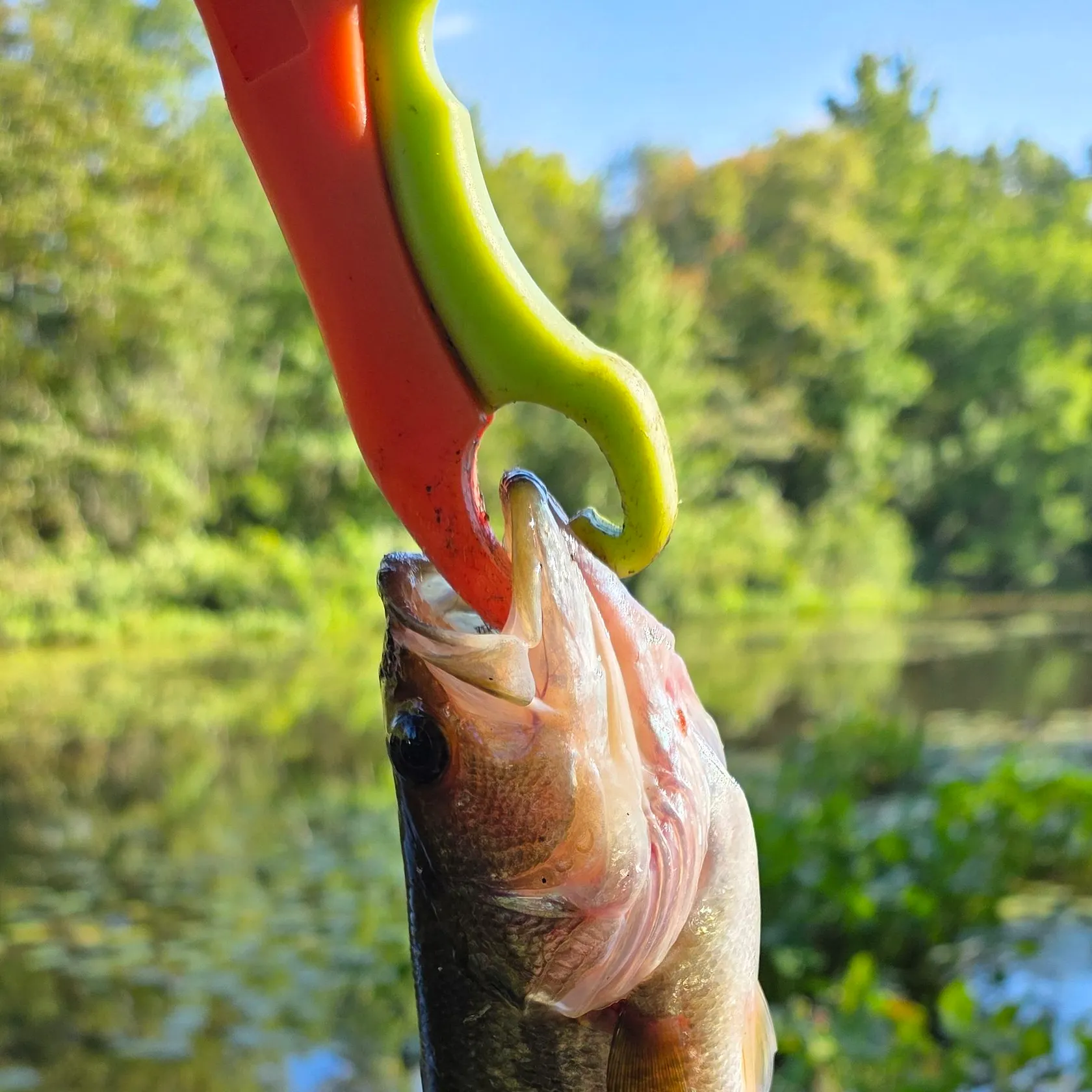 Largemouth bass caught on Fishbrain