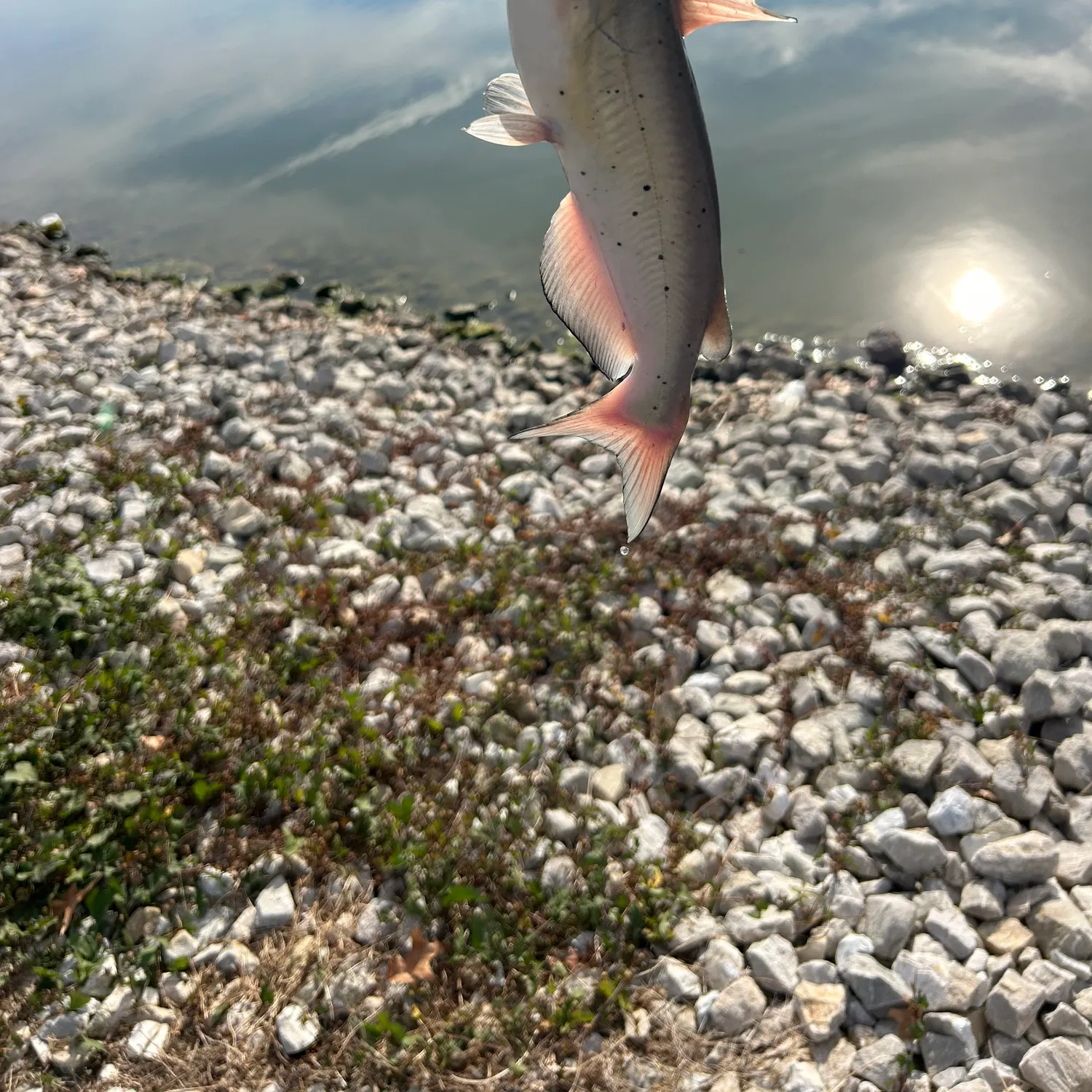 Channel catfish caught on Fishbrain