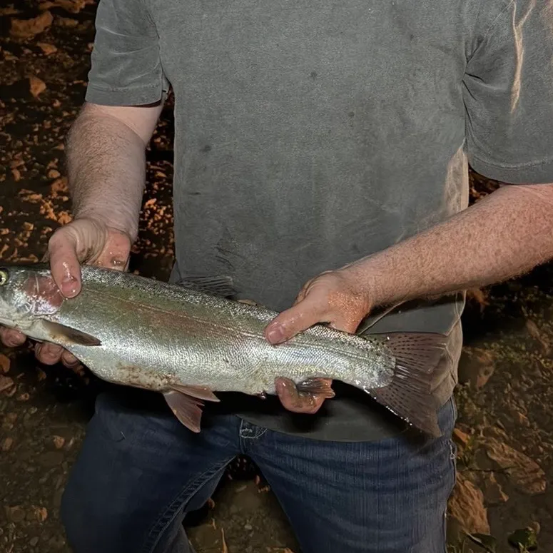 Rainbow trout caught on Fishbrain