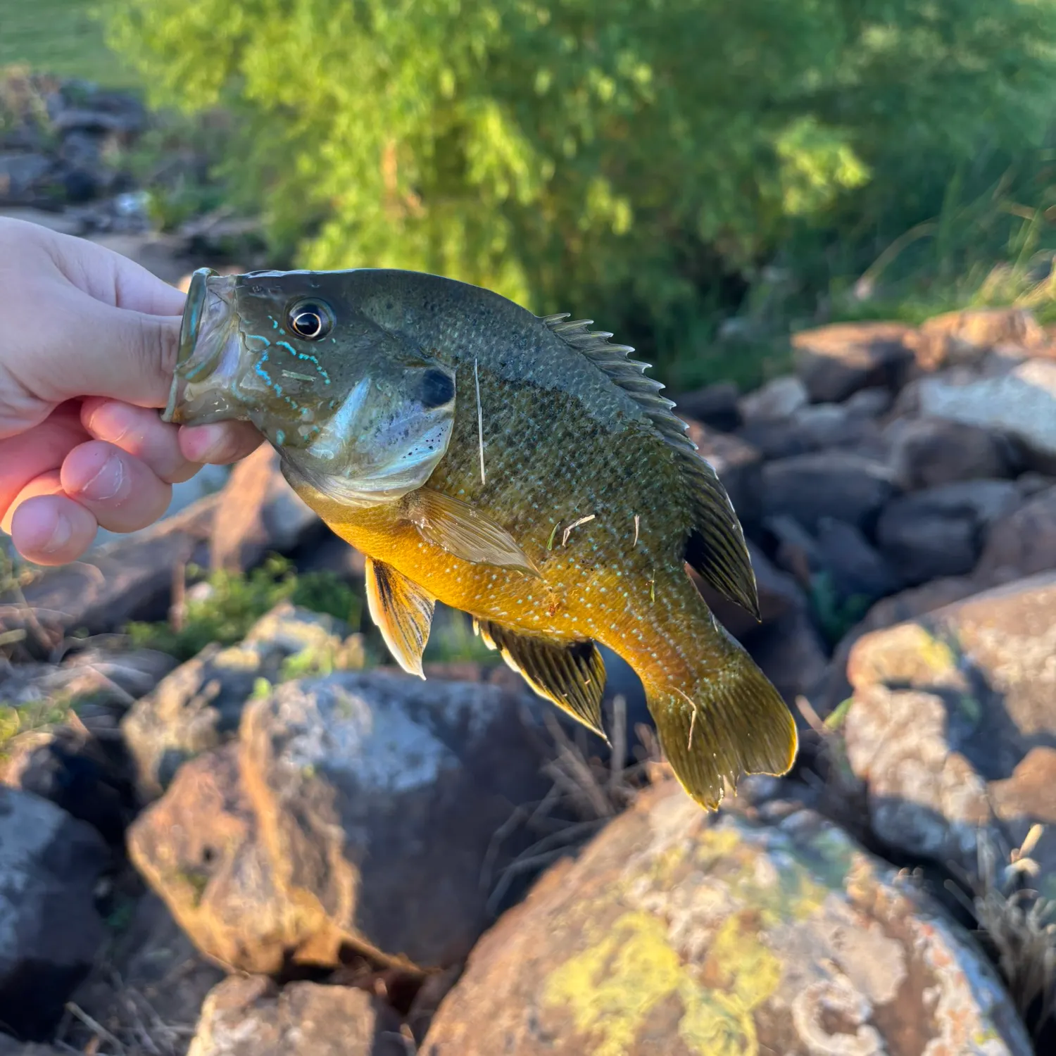 catch