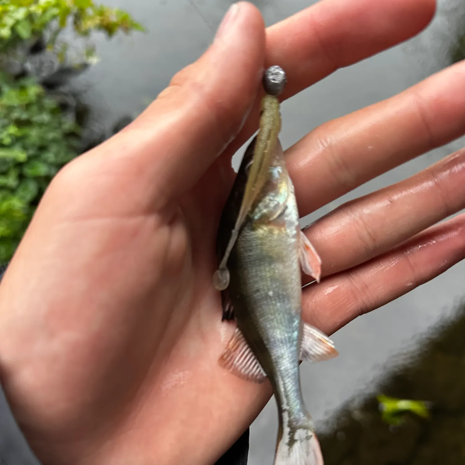 European perch caught on Fishbrain