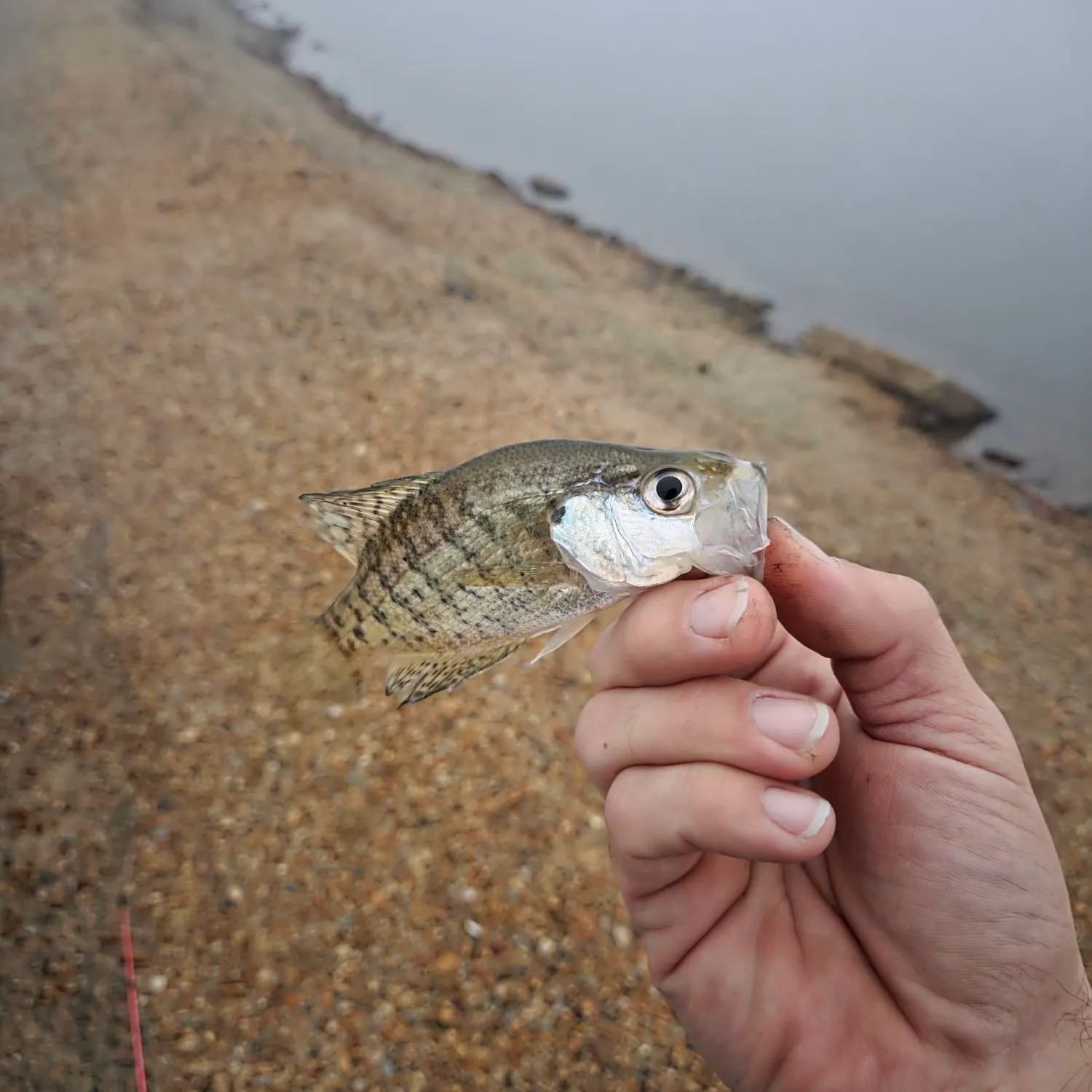 The most recent White crappie catches on Fishbrain