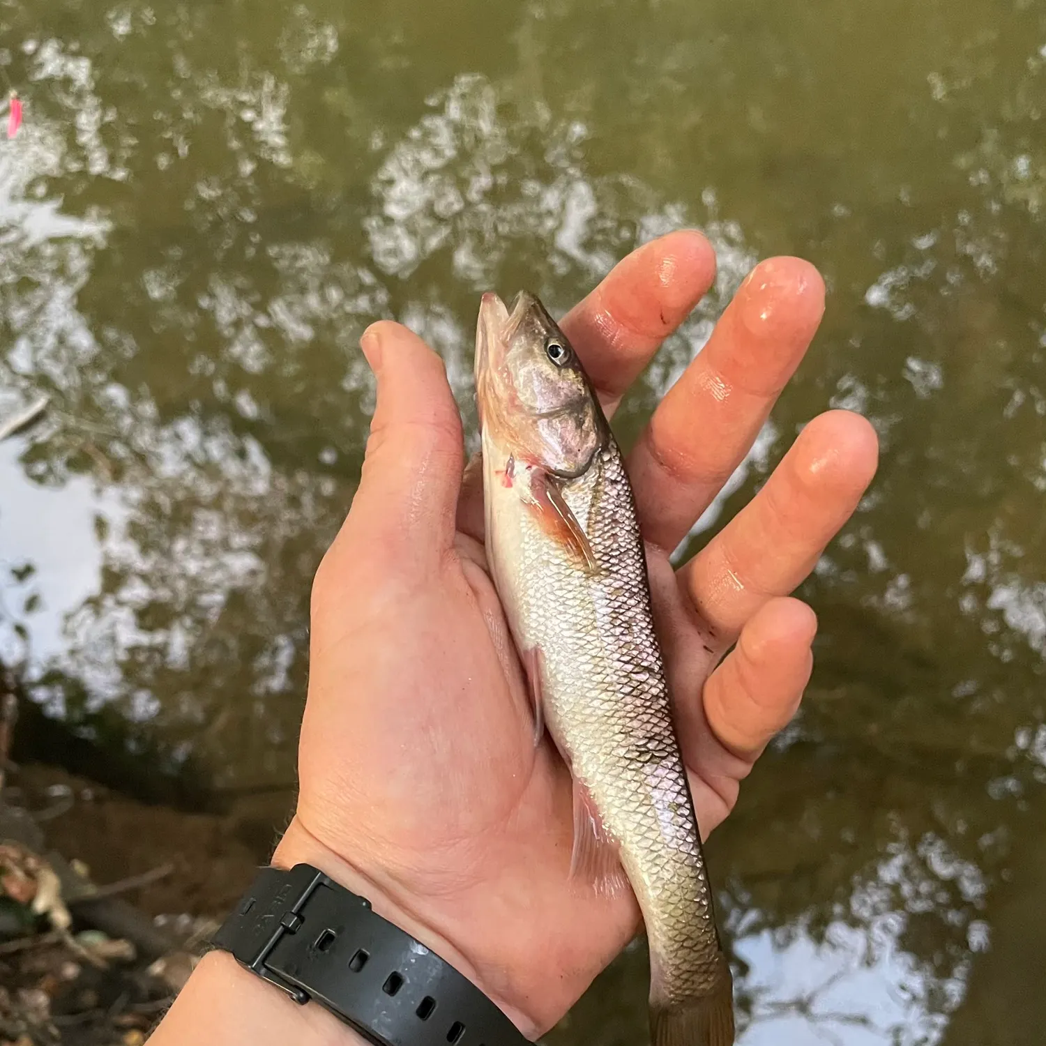 Creek chub caught on Fishbrain
