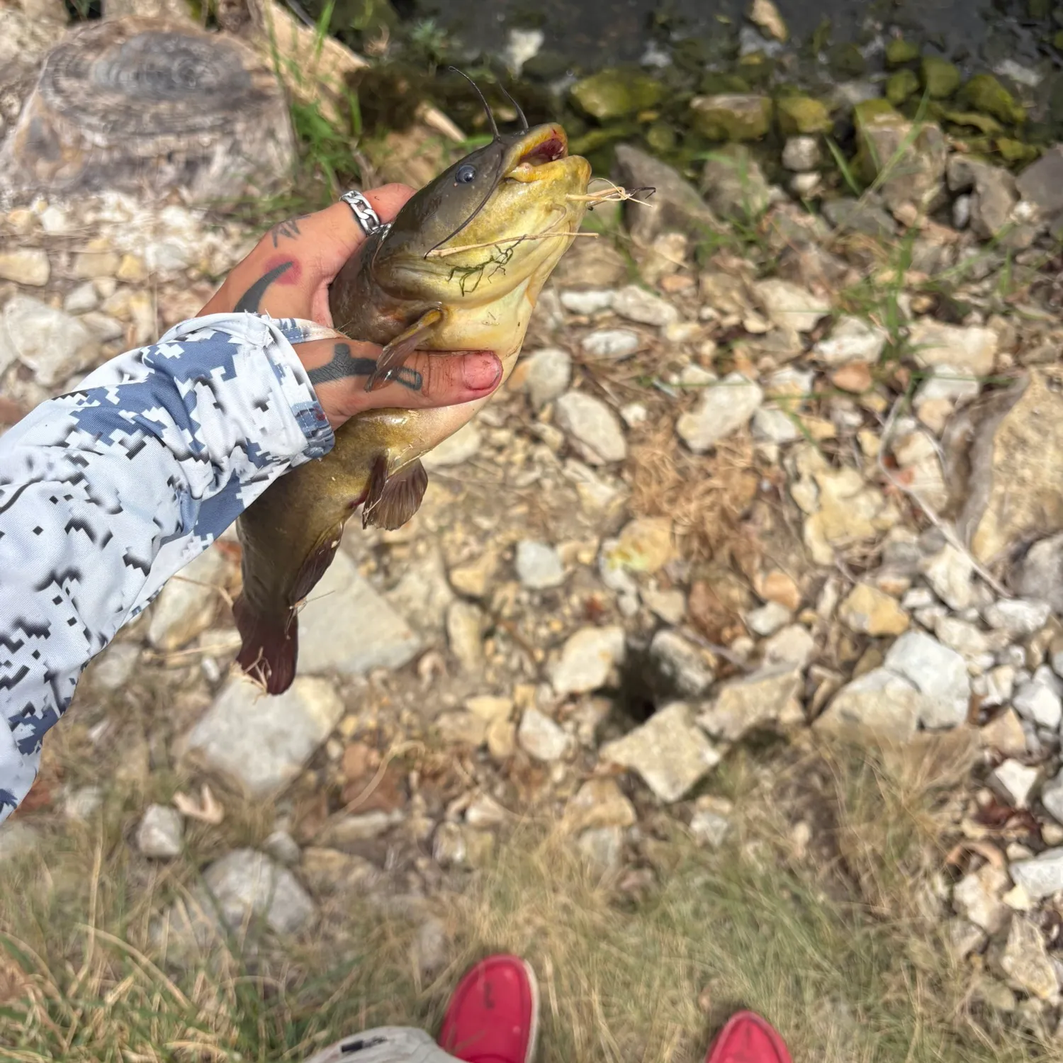 Yellow bullhead caught on Fishbrain