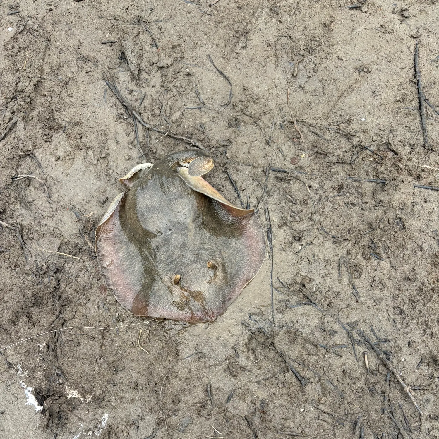Haller's round ray caught on Fishbrain
