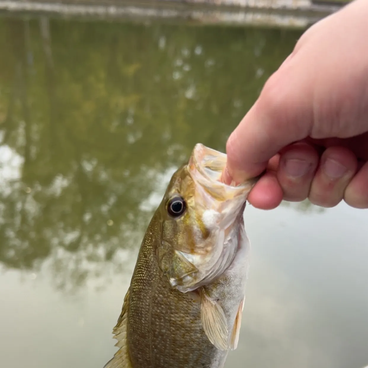 Smallmouth bass caught on Fishbrain