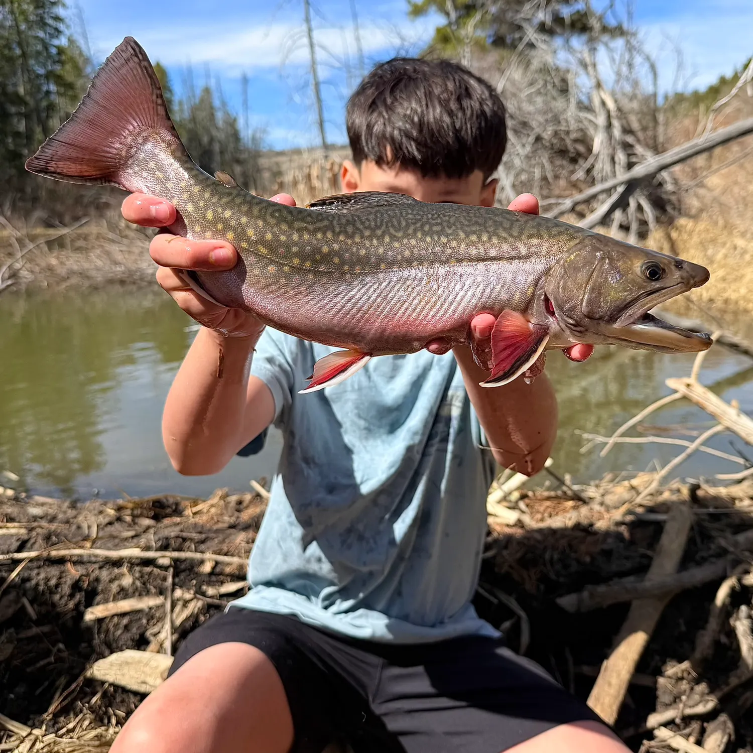 Brook trout caught on Fishbrain