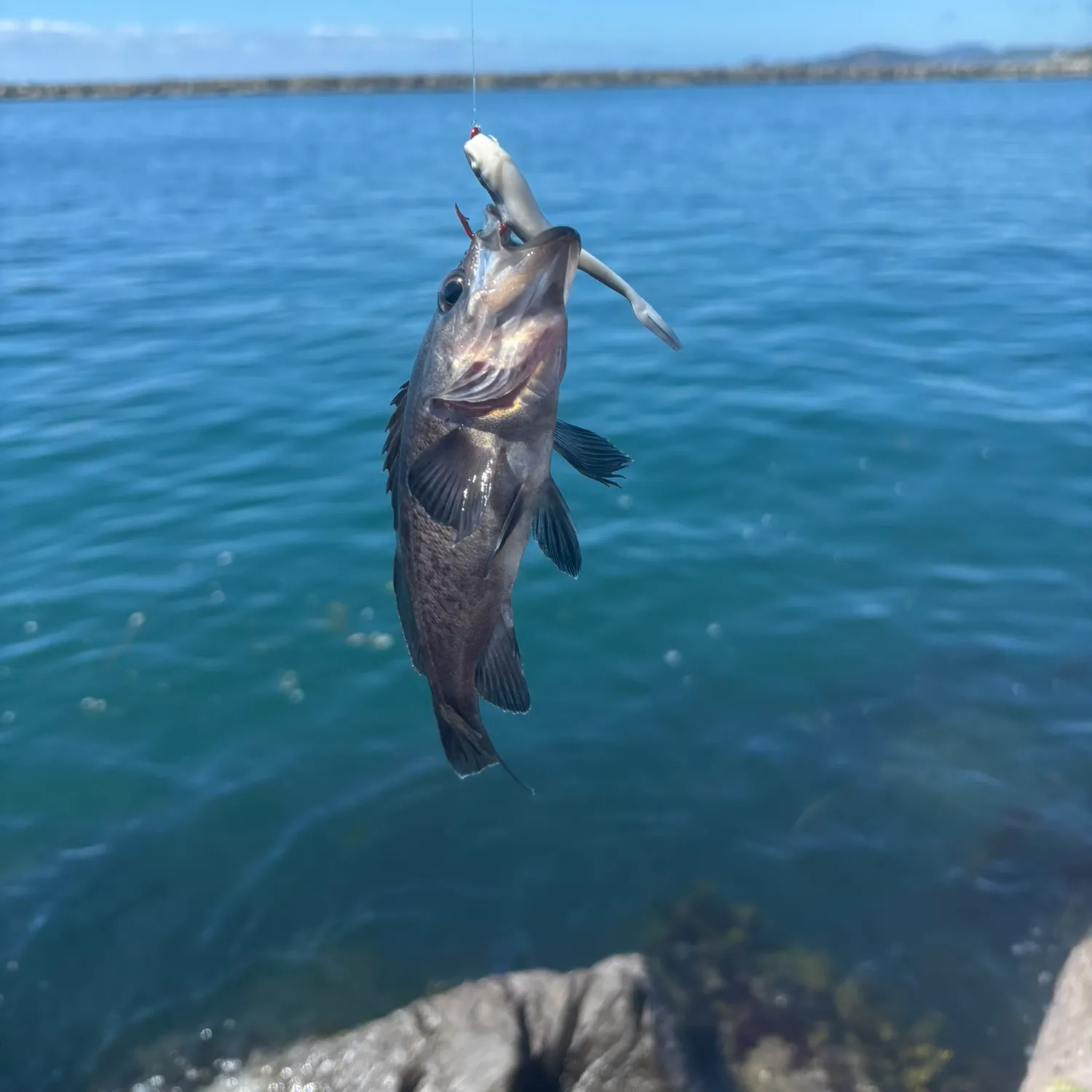 The most recent Black rockfish catches on Fishbrain