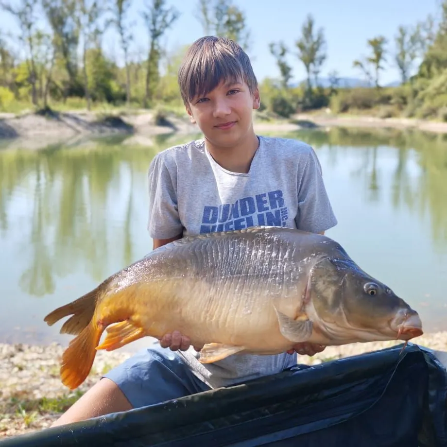 Leather carp caught on Fishbrain
