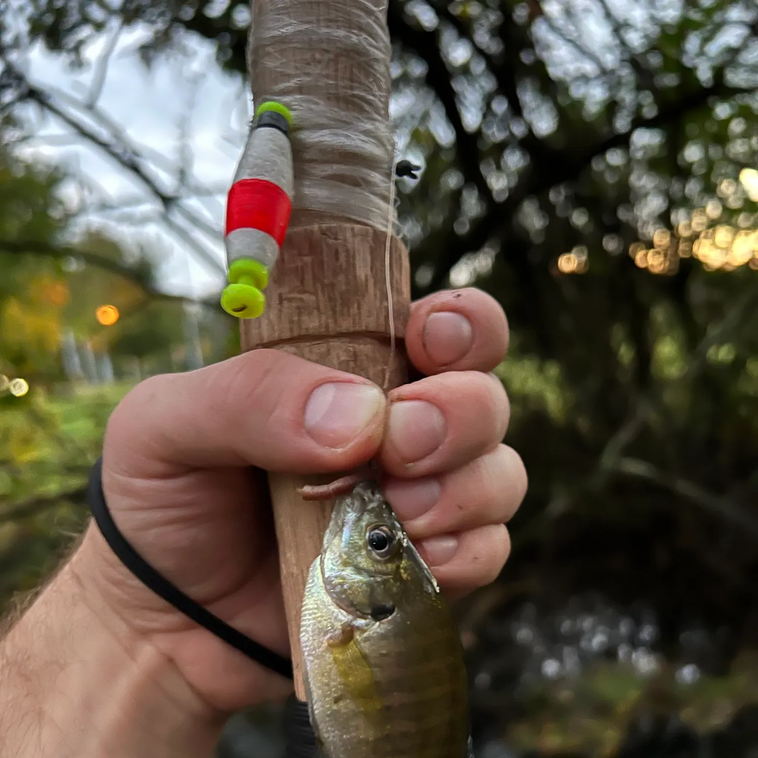 Bluegill caught on Fishbrain