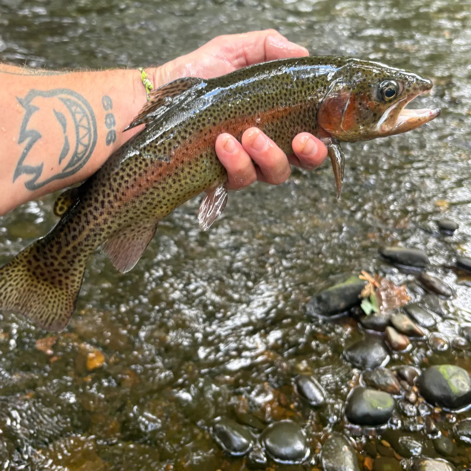 Rainbow trout caught on Fishbrain