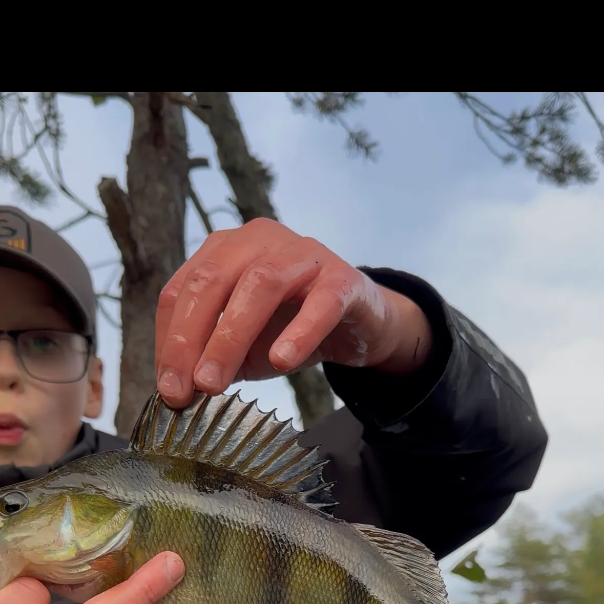 European perch caught on Fishbrain