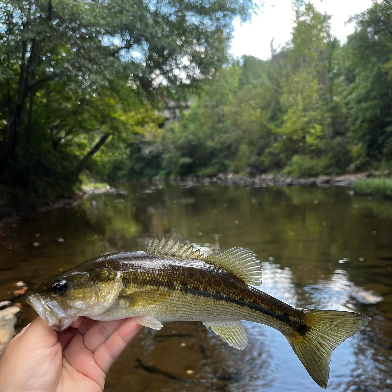 Spotted bass caught on Fishbrain