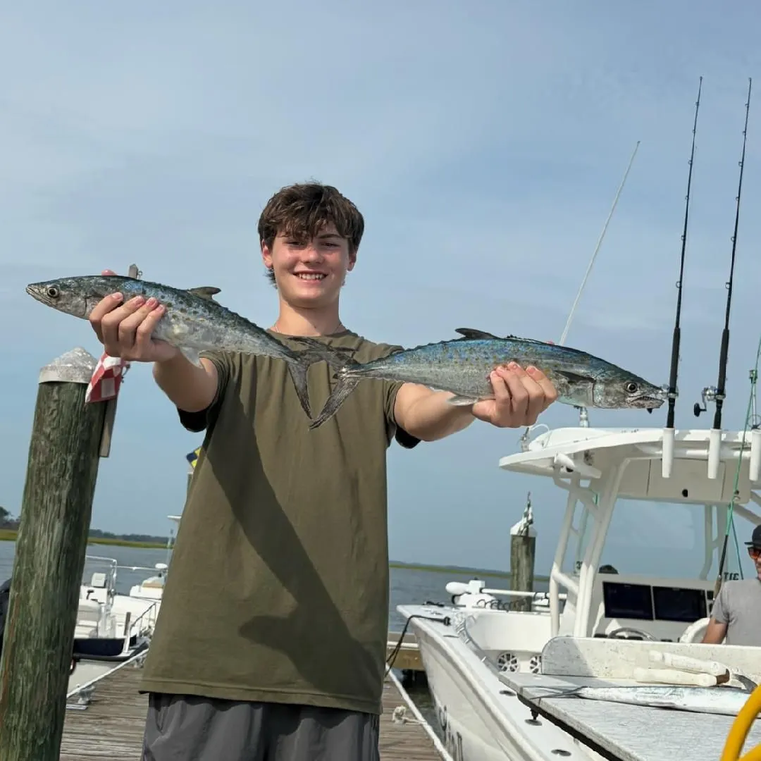The most recent Spanish mackerel catches on Fishbrain